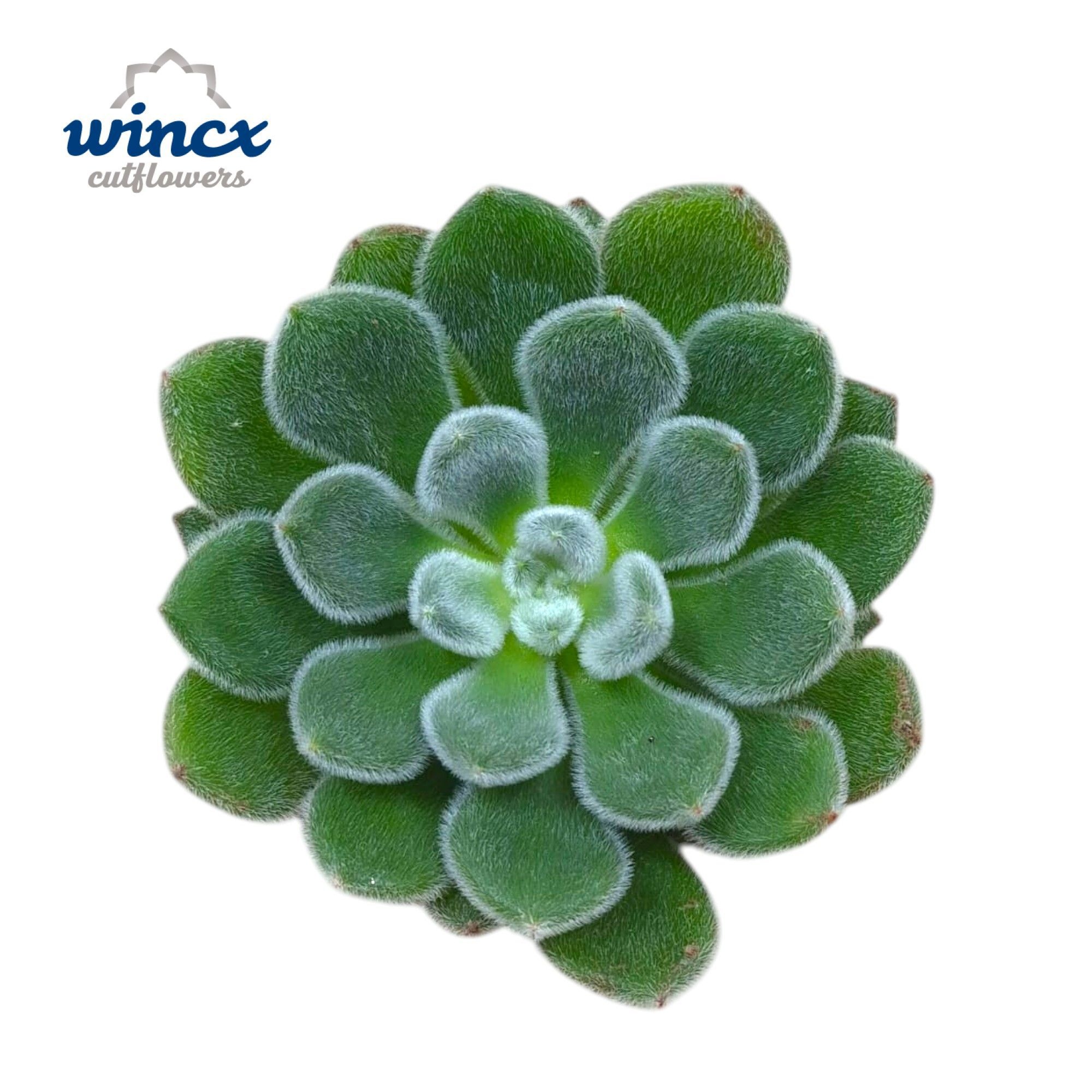 Echeveria Green Velvet Cutflower