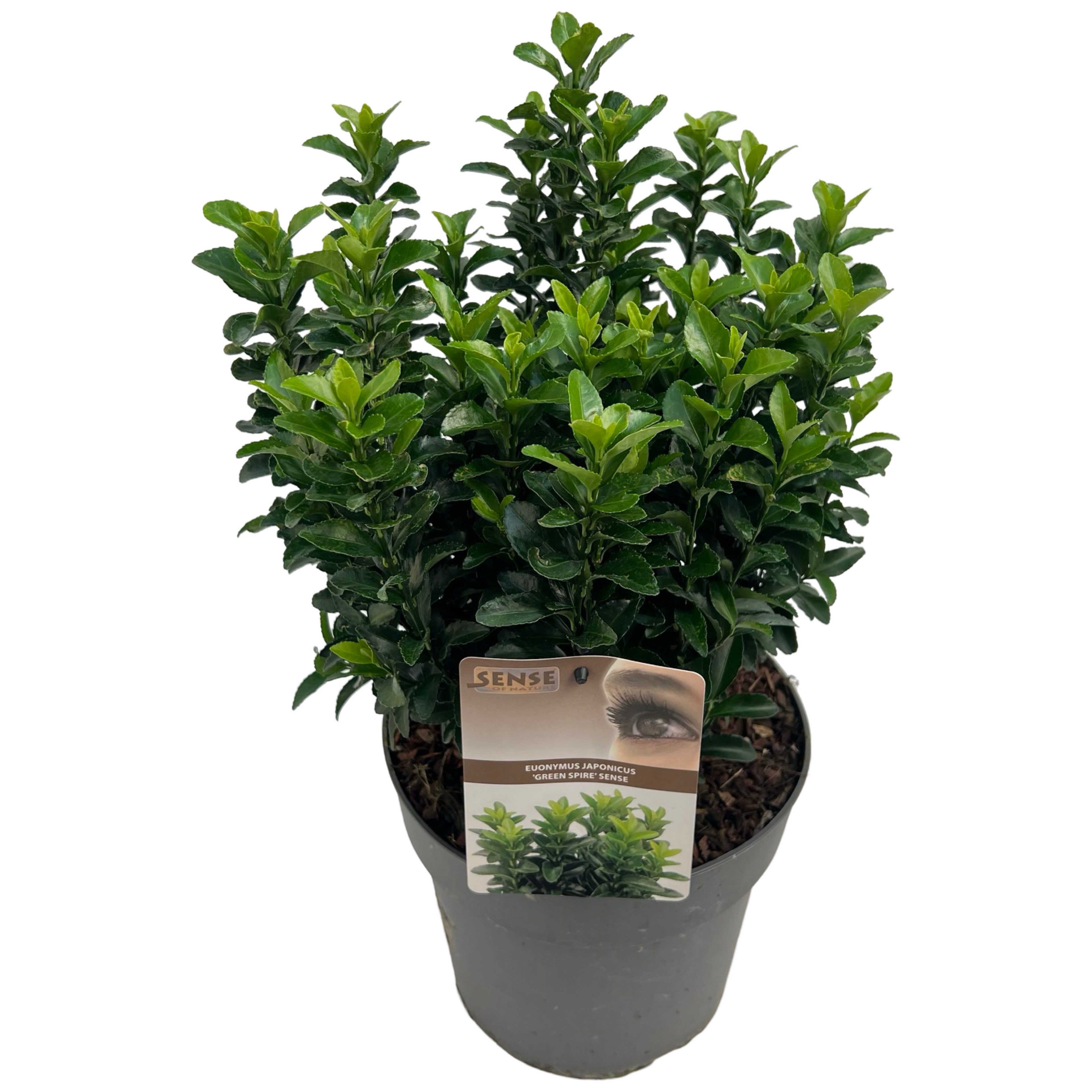 Picture of Euonymus jap. Green Spire P23 (5 Ltr)