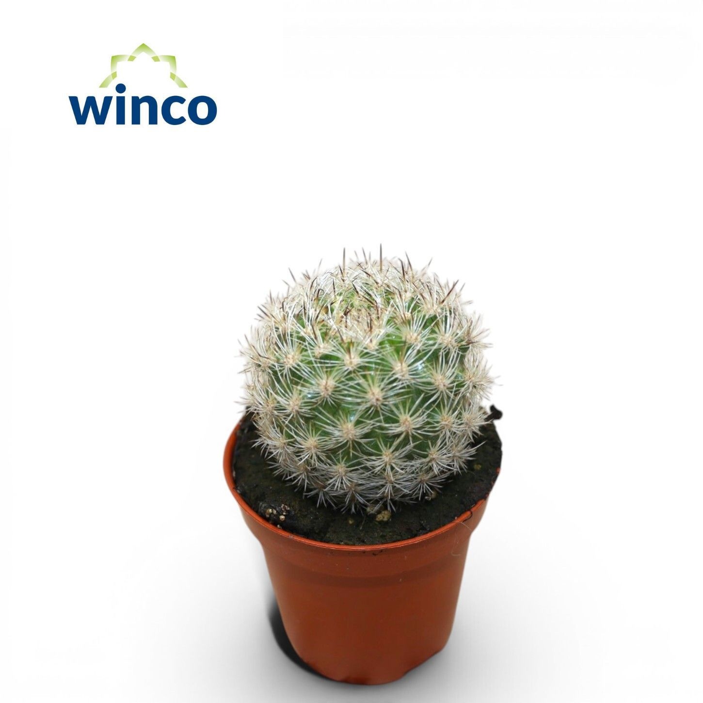 Echinoc Ov 505P 15H