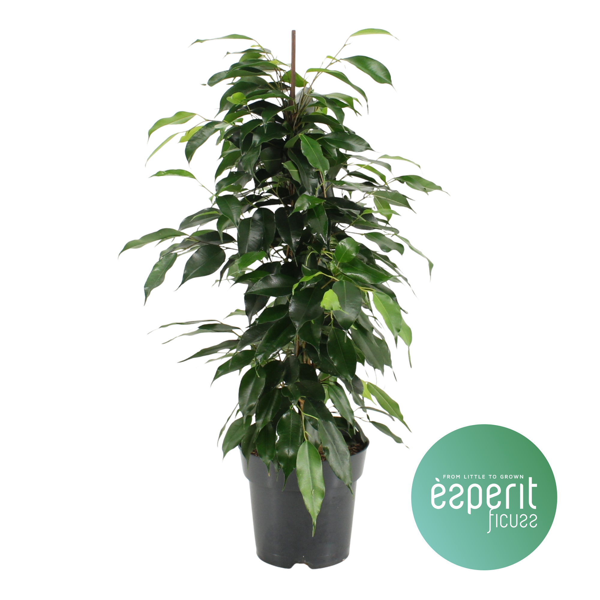 Picture of Ficus benjamina Danielle P17 70CM