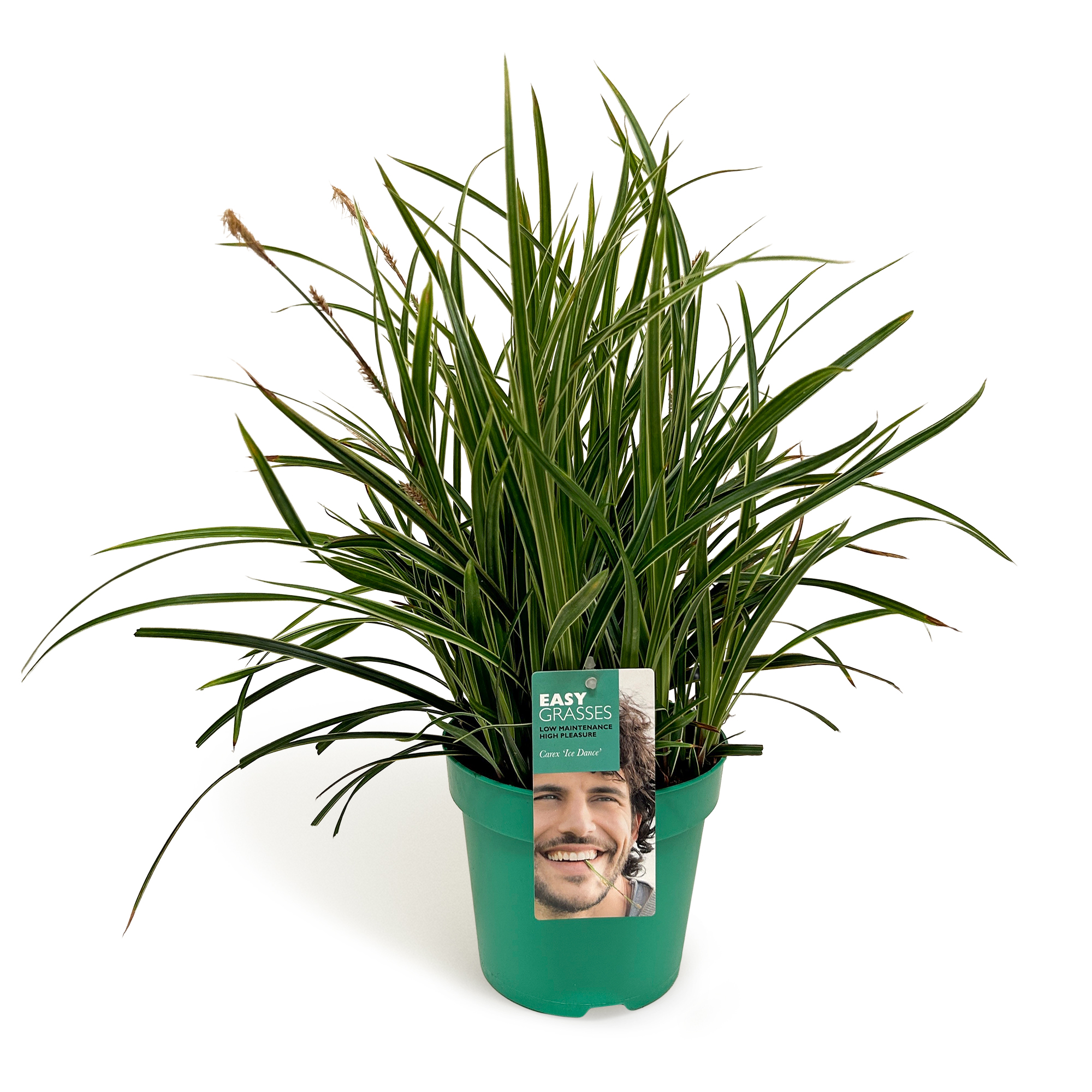 Picture of Carex morrowii Ice Dance GROEN