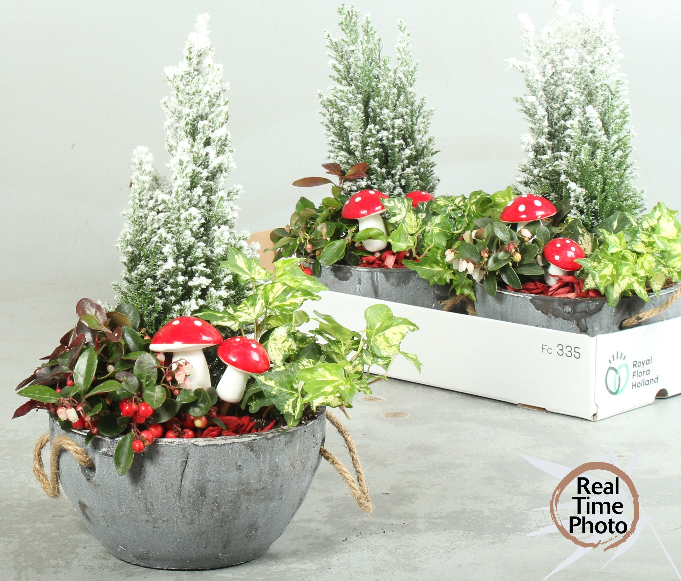 Arrangement Garden Plants 20Ø 35cm