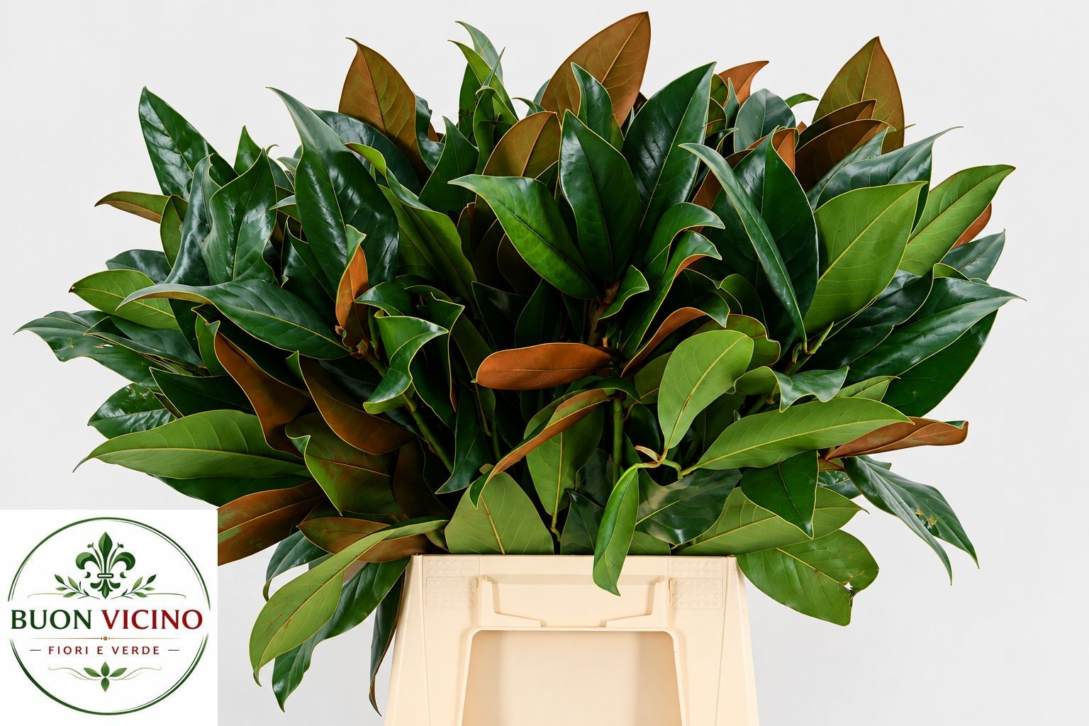 Magnolia Grandiflora 60cm