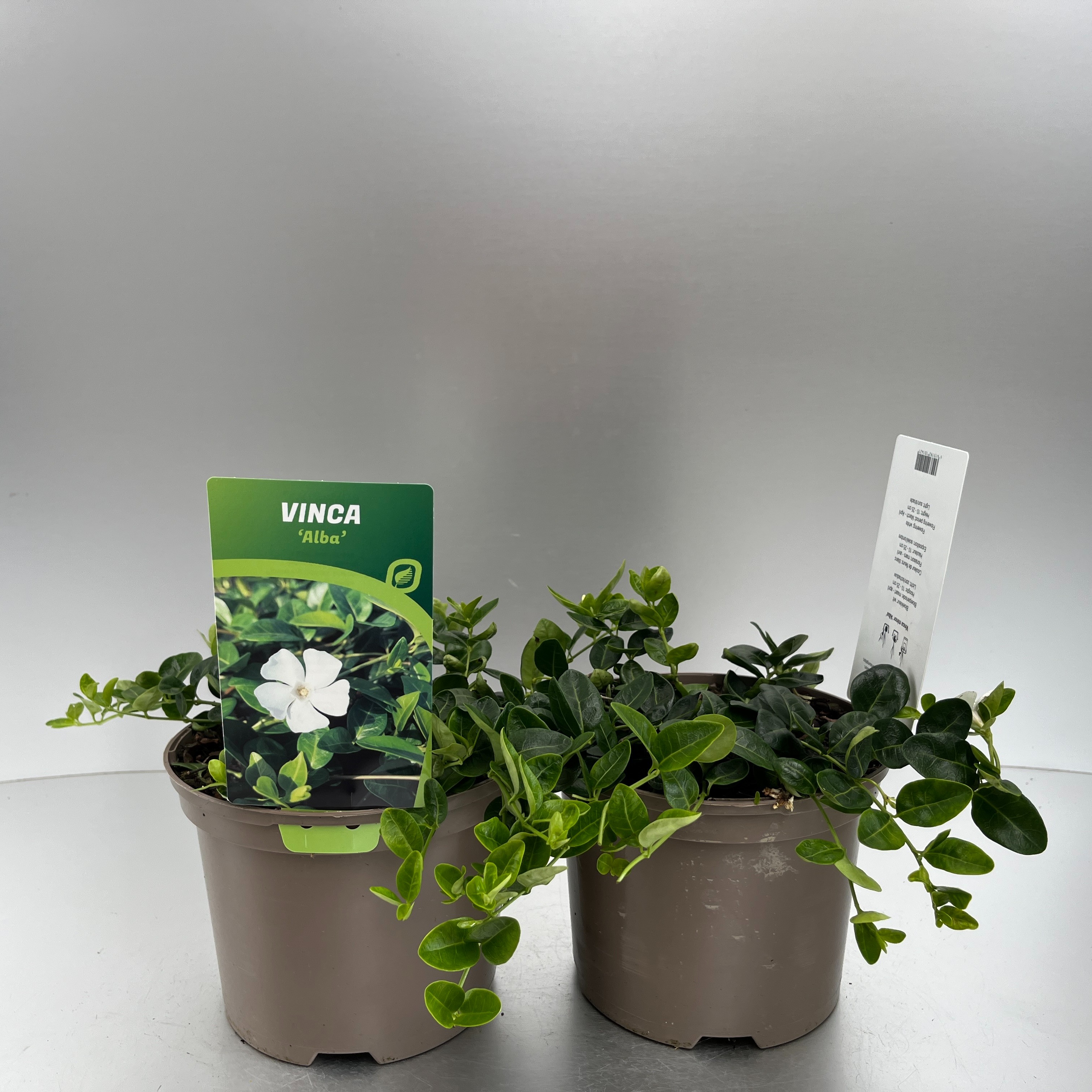 Picture of Vinca minor Alba P17 (2 Ltr)