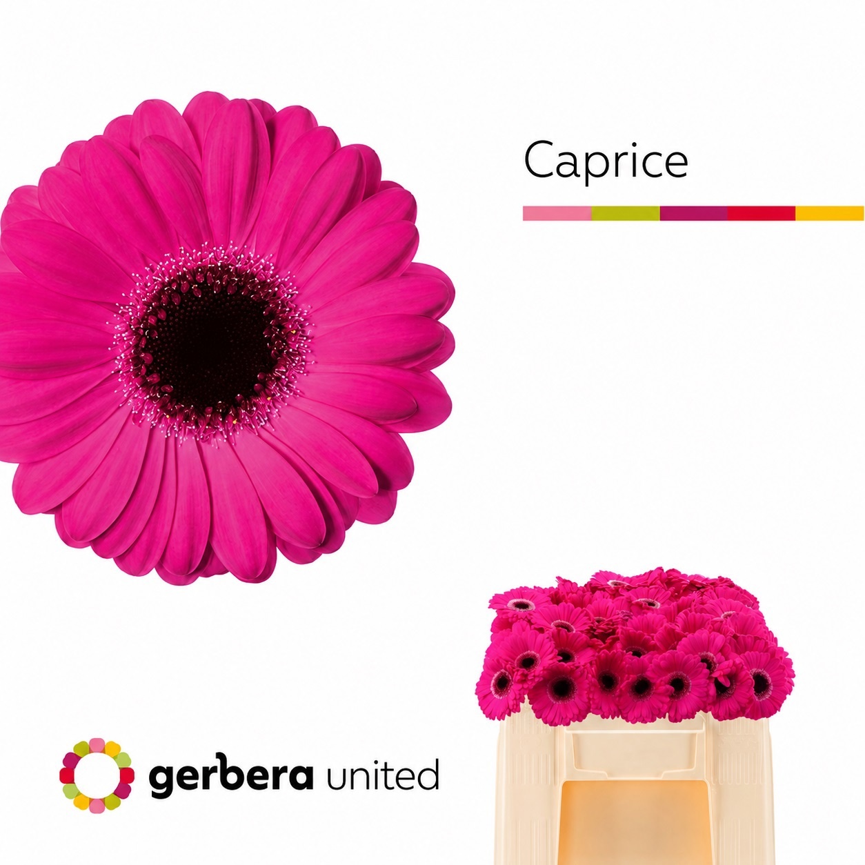 Gerbera Mini Caprice