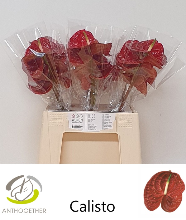 Anthurium Calisto 8Ø