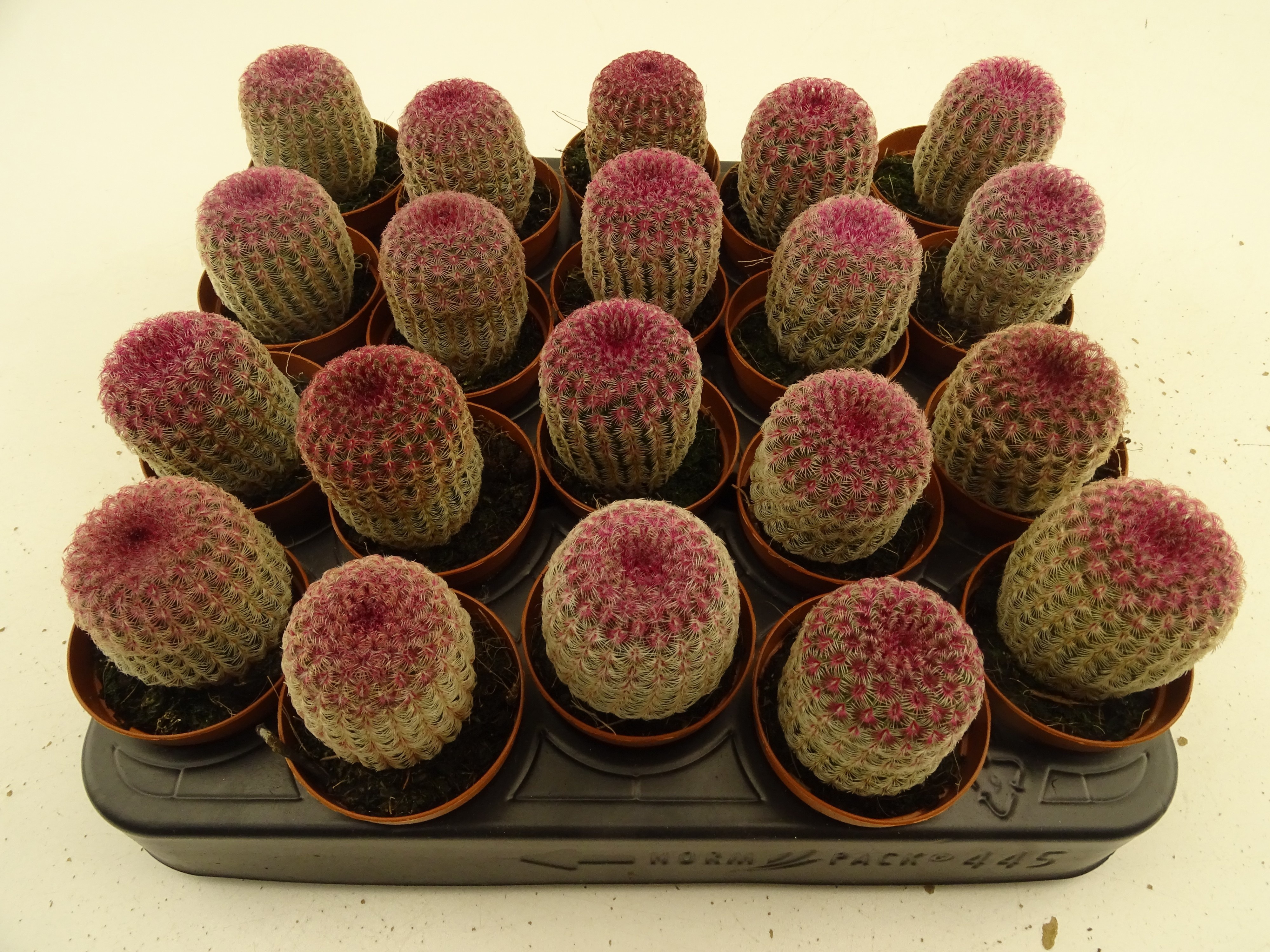 Cactus Overig 505Ø 10cm