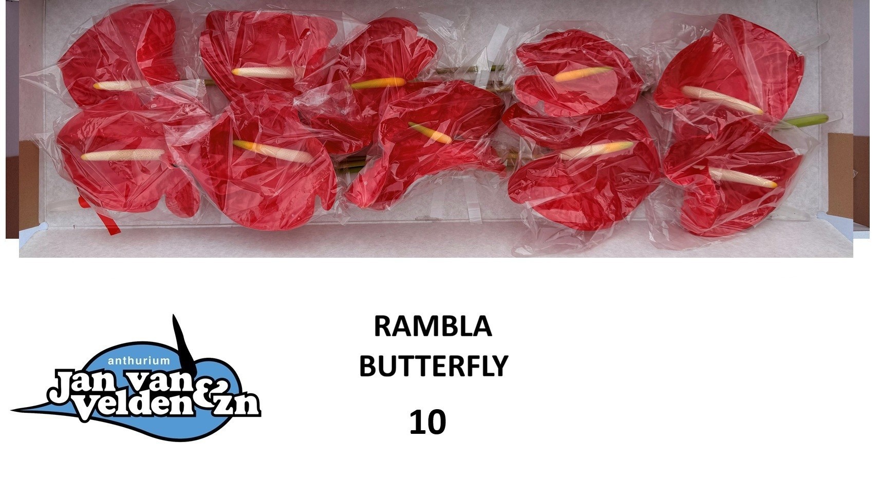 Anthurium Rambla 15Ø