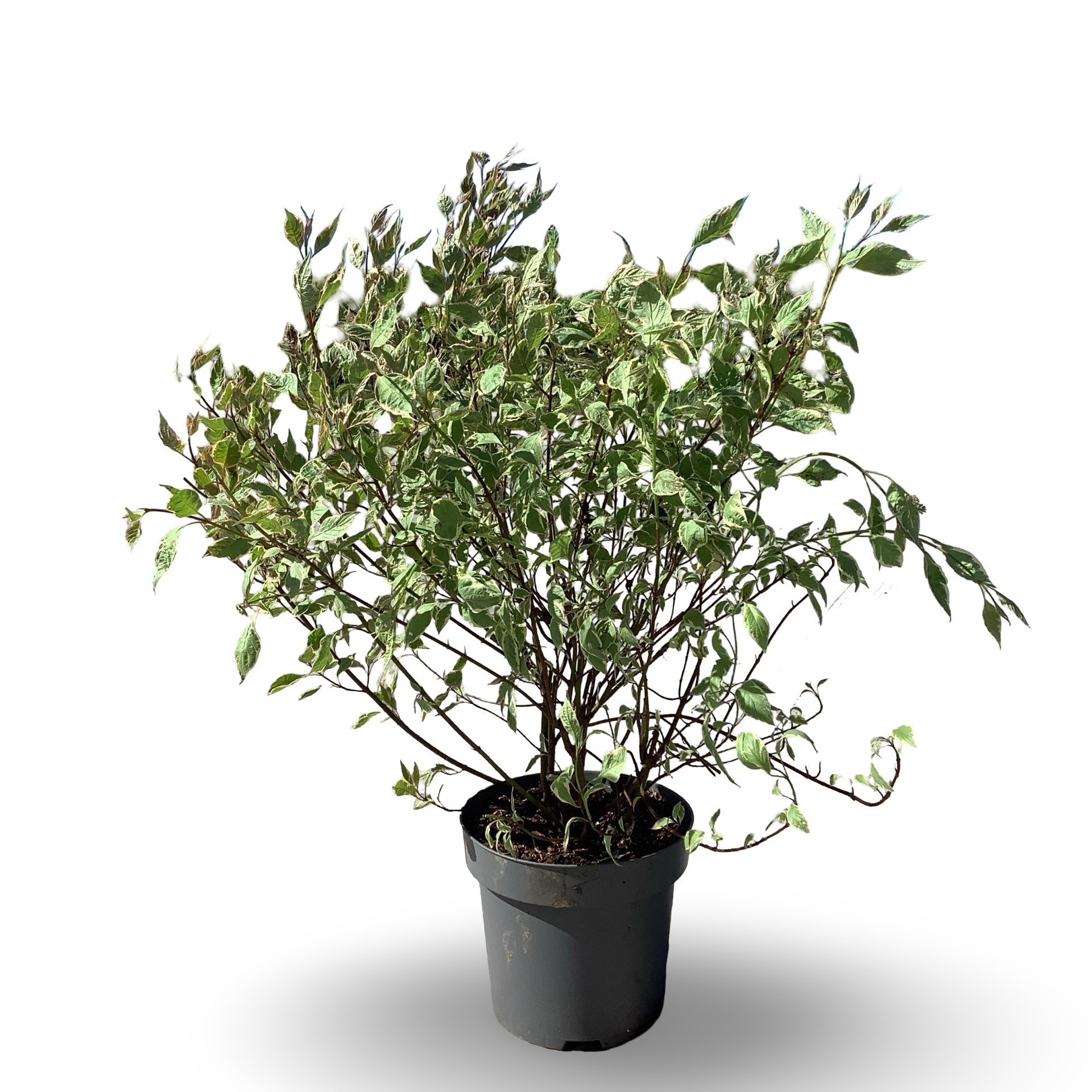 Cornus alba Miracle ('Verpaalen2')