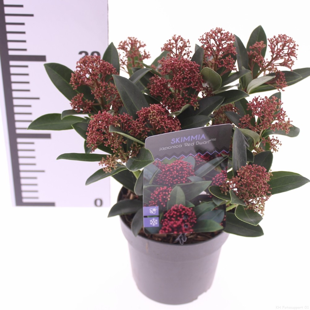 Picture of Skimmia jap. 'Red Dwarf'