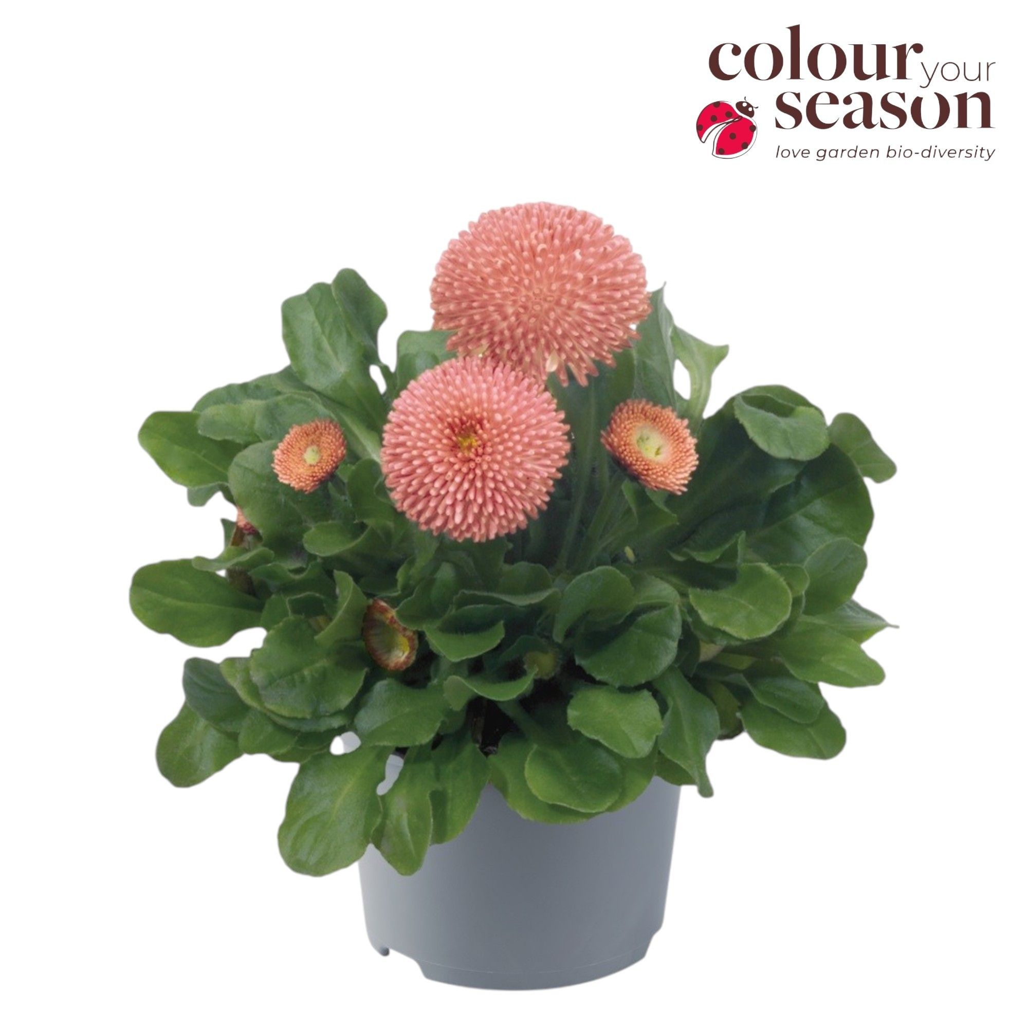 Bellis perennis Tasso Pink ('Tad2630')