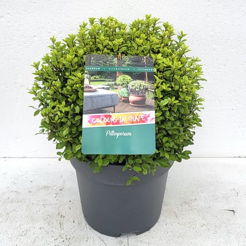 Pittosporum ten. 'Pompom' XXL - 'Colours in Shape' p29
