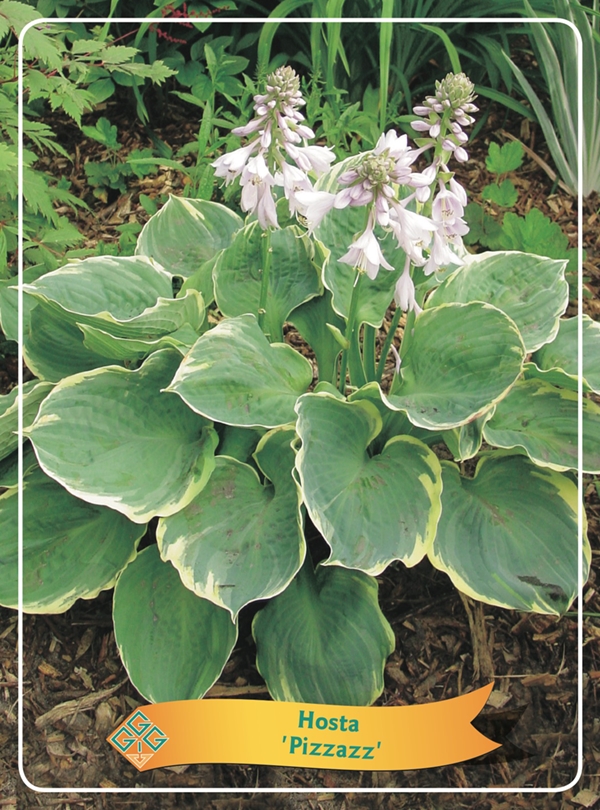 Picture of Hosta Mix 6x10 srt. per shelve P11