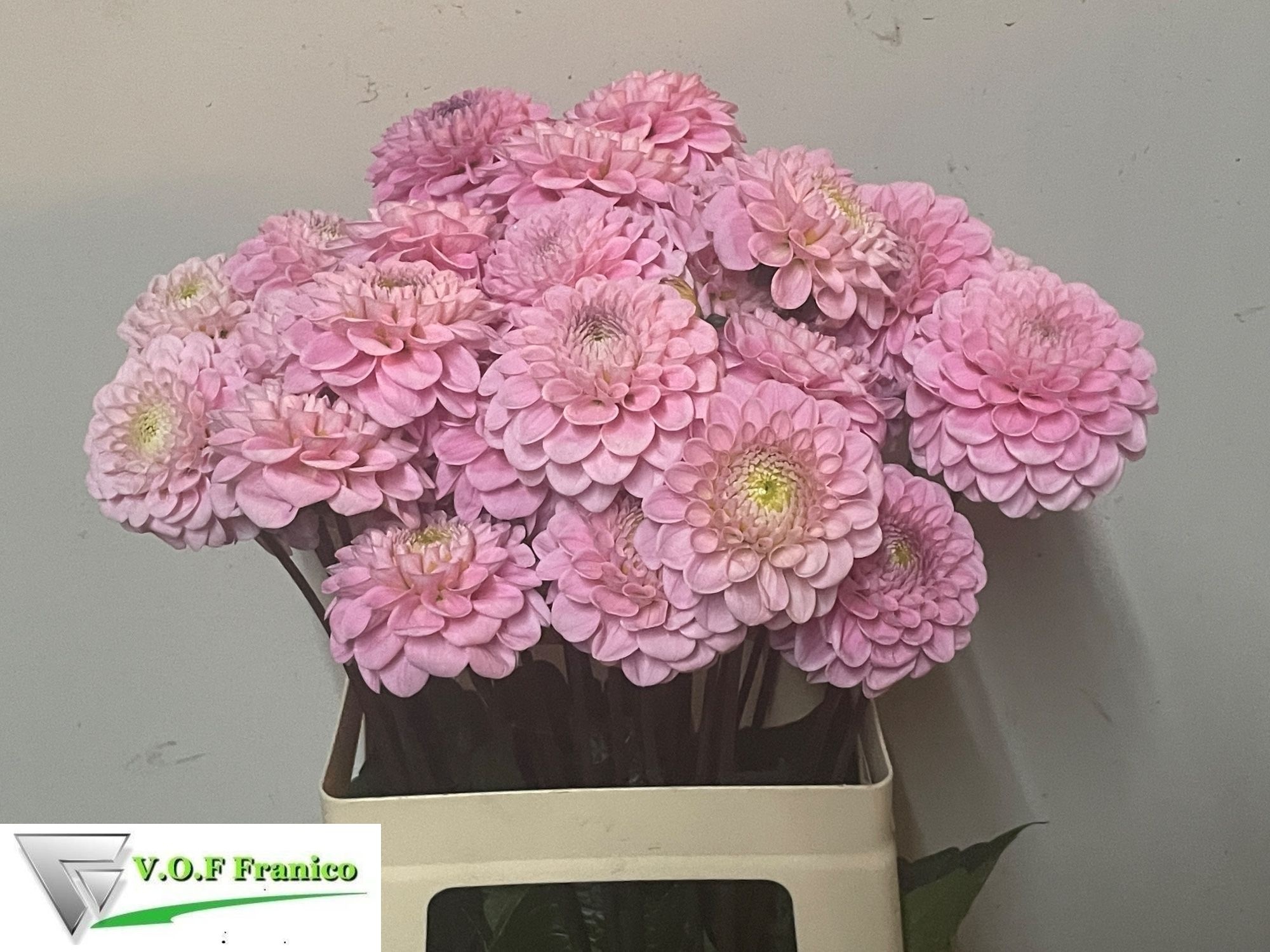 Dahlia Ball Wizz Of Oz 60cm