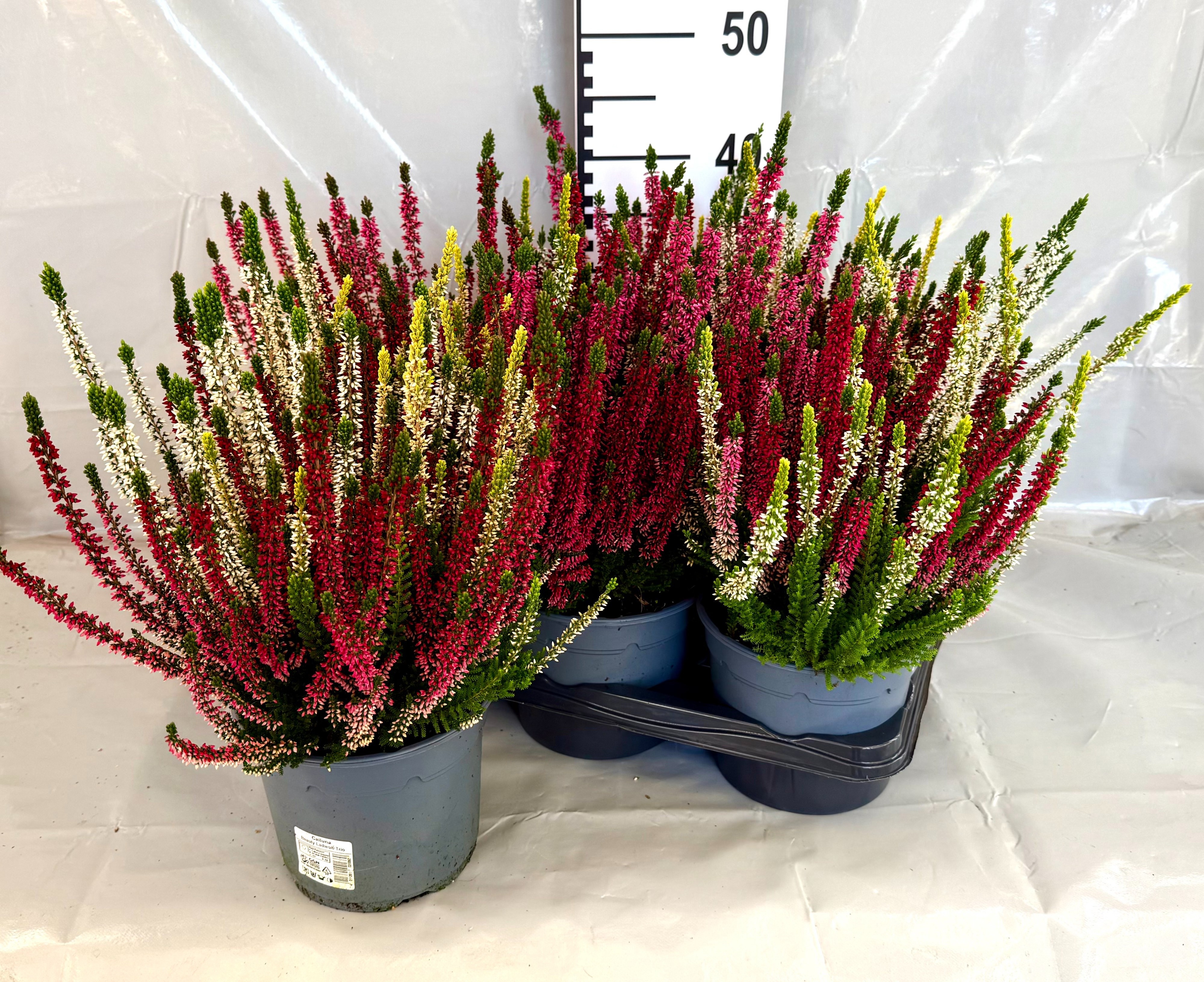 Callu In P Gem 3 Kl 17Ø 37cm