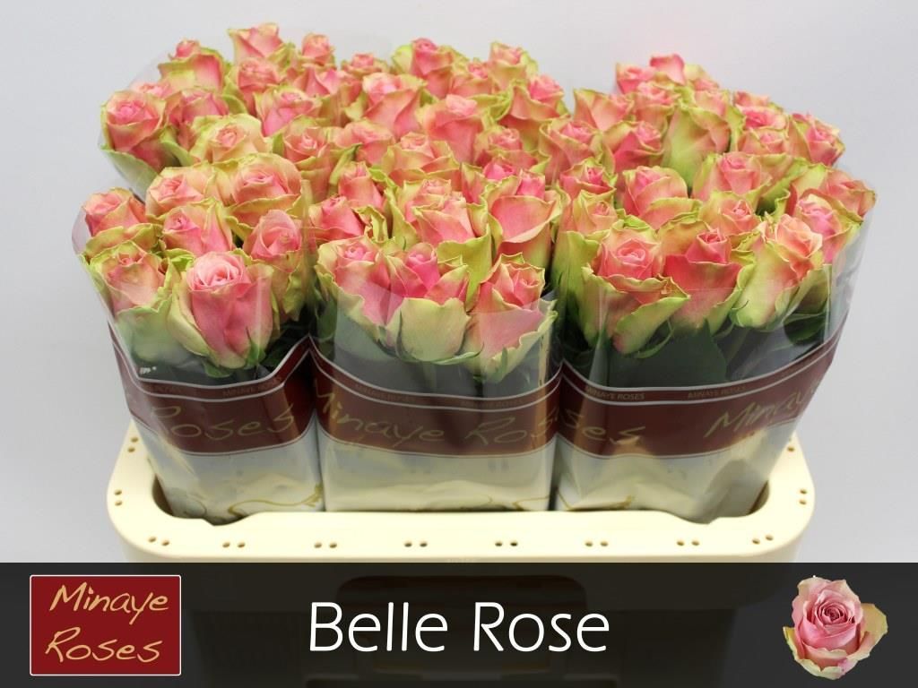 R Gr Belle Rose