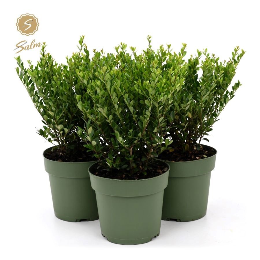 Ilex Crenata Jenny