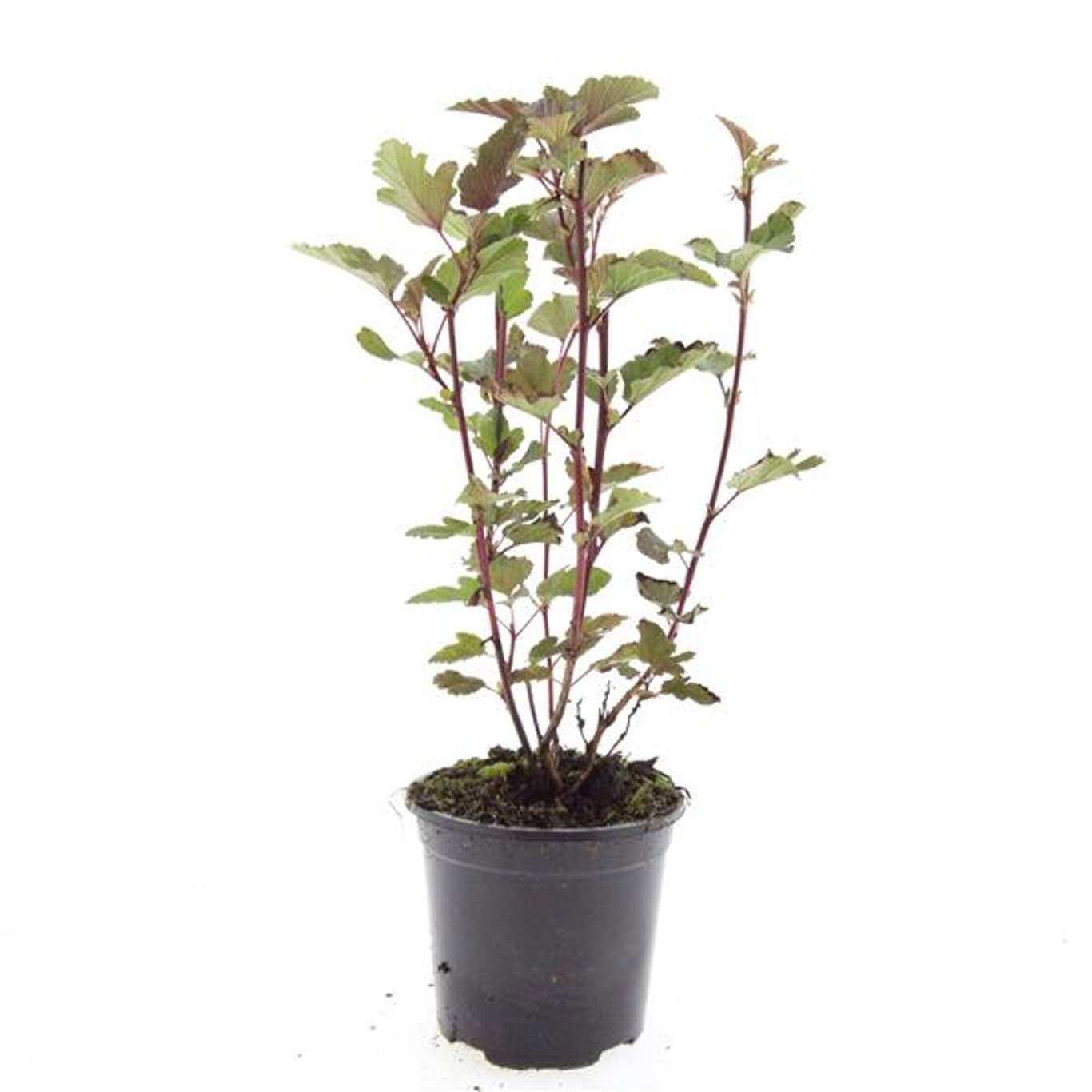 Physocarpus opulifolius 'Red Baron'