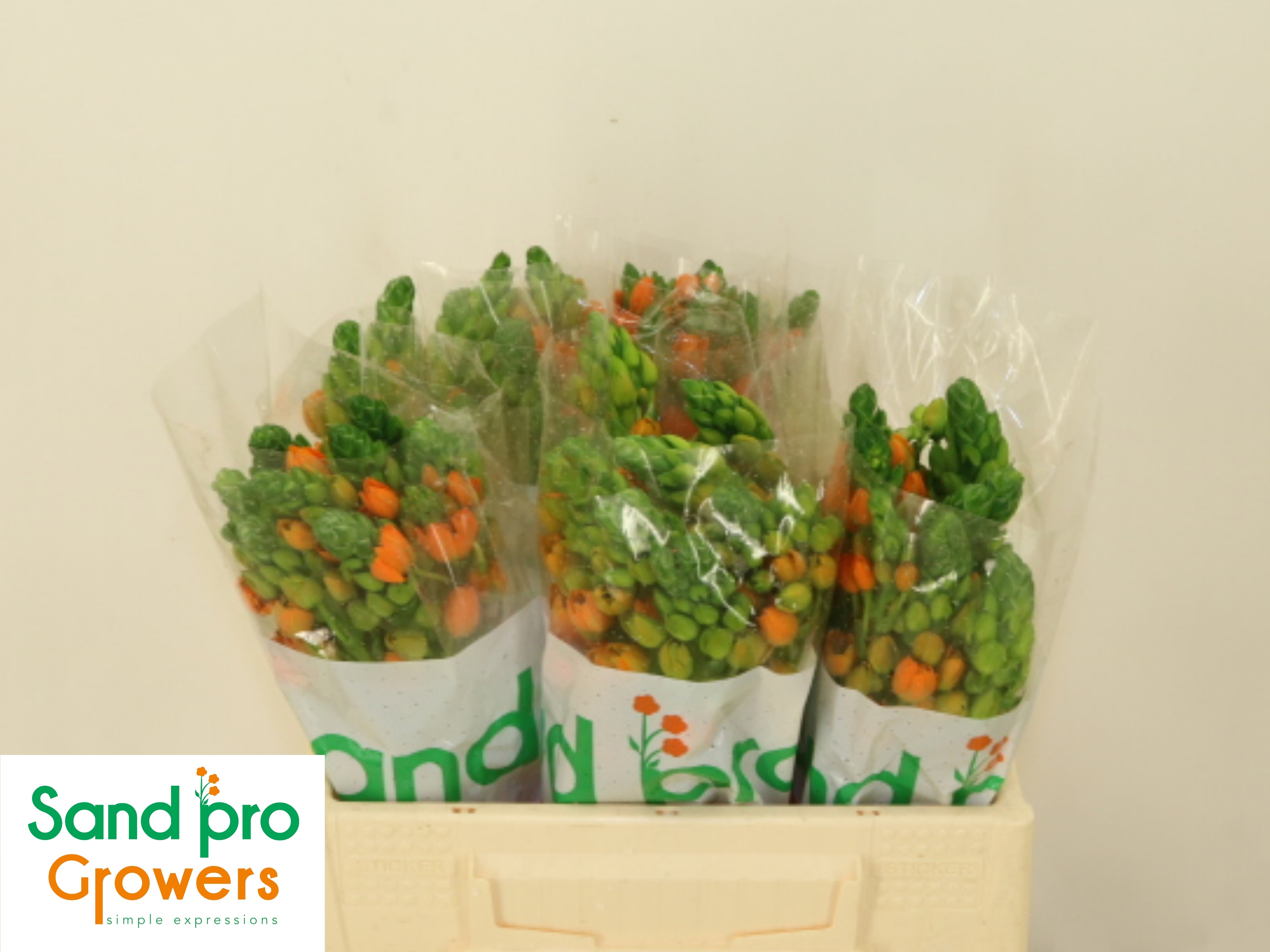 Ornithogalum Db Sunray 35cm