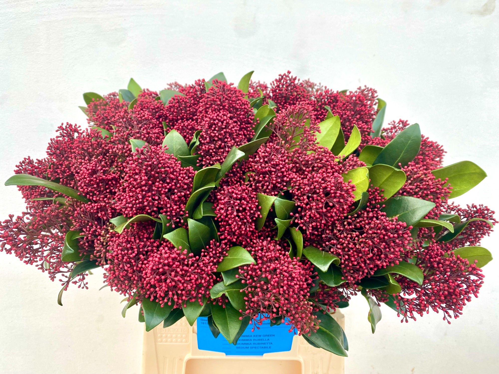 Skimmia Japonica Rubella 45cm