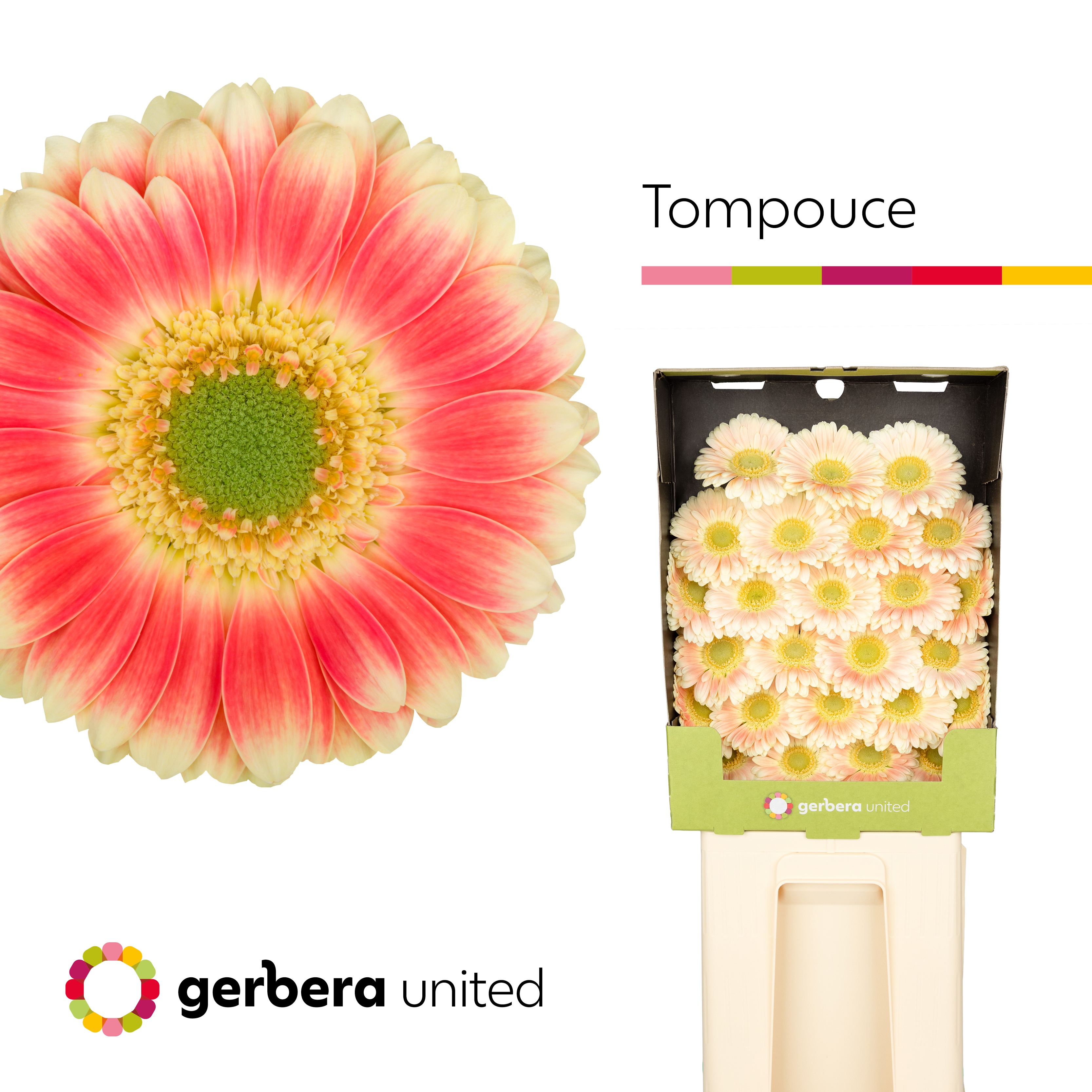 Germini Tompouce Diamond