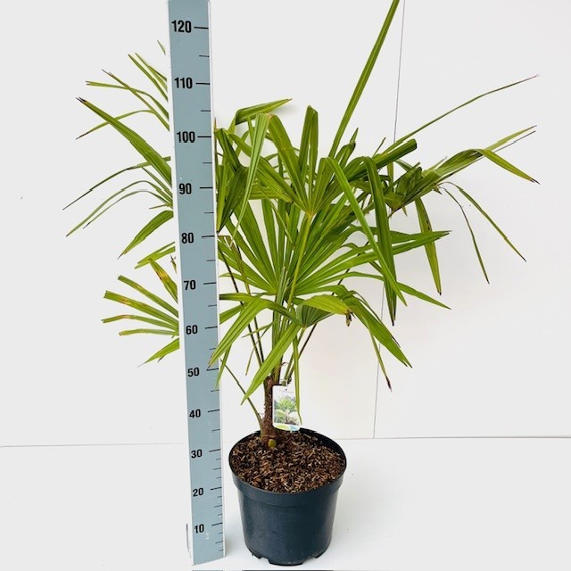 Picture of Trachycarpus fortunei C10 100/120