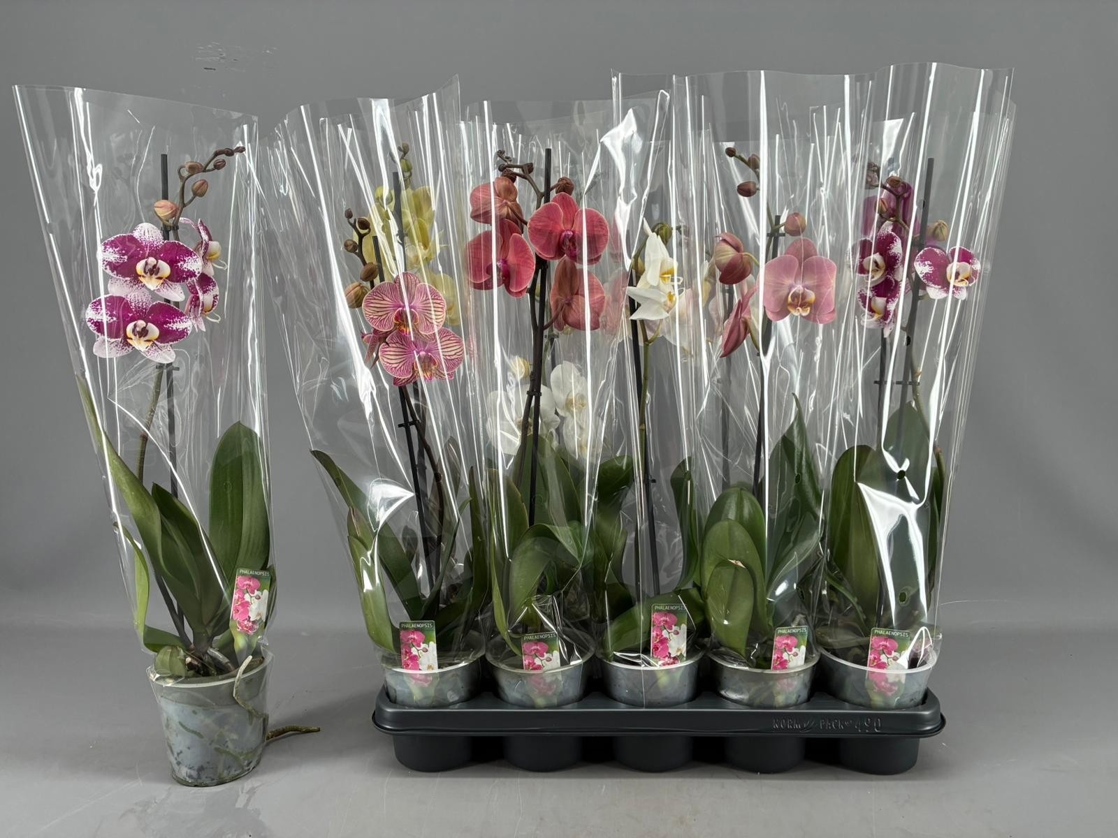Phalaenopsis gemengd 5 kleuren - Vlinderorchidee