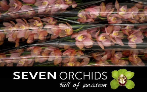 Cymbidium Salmon Delight 12/15bl