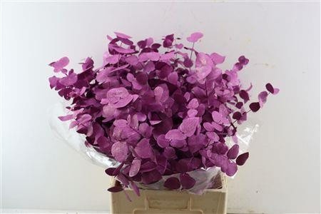 Euc Cin Klb P Bos H% 70L.cm 200gram