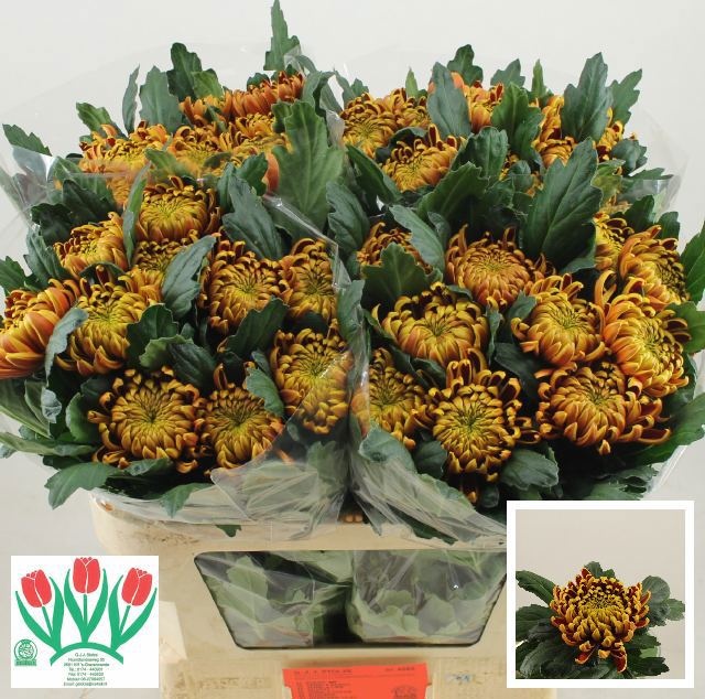 Chrys Single Fuego 70cm 110gram