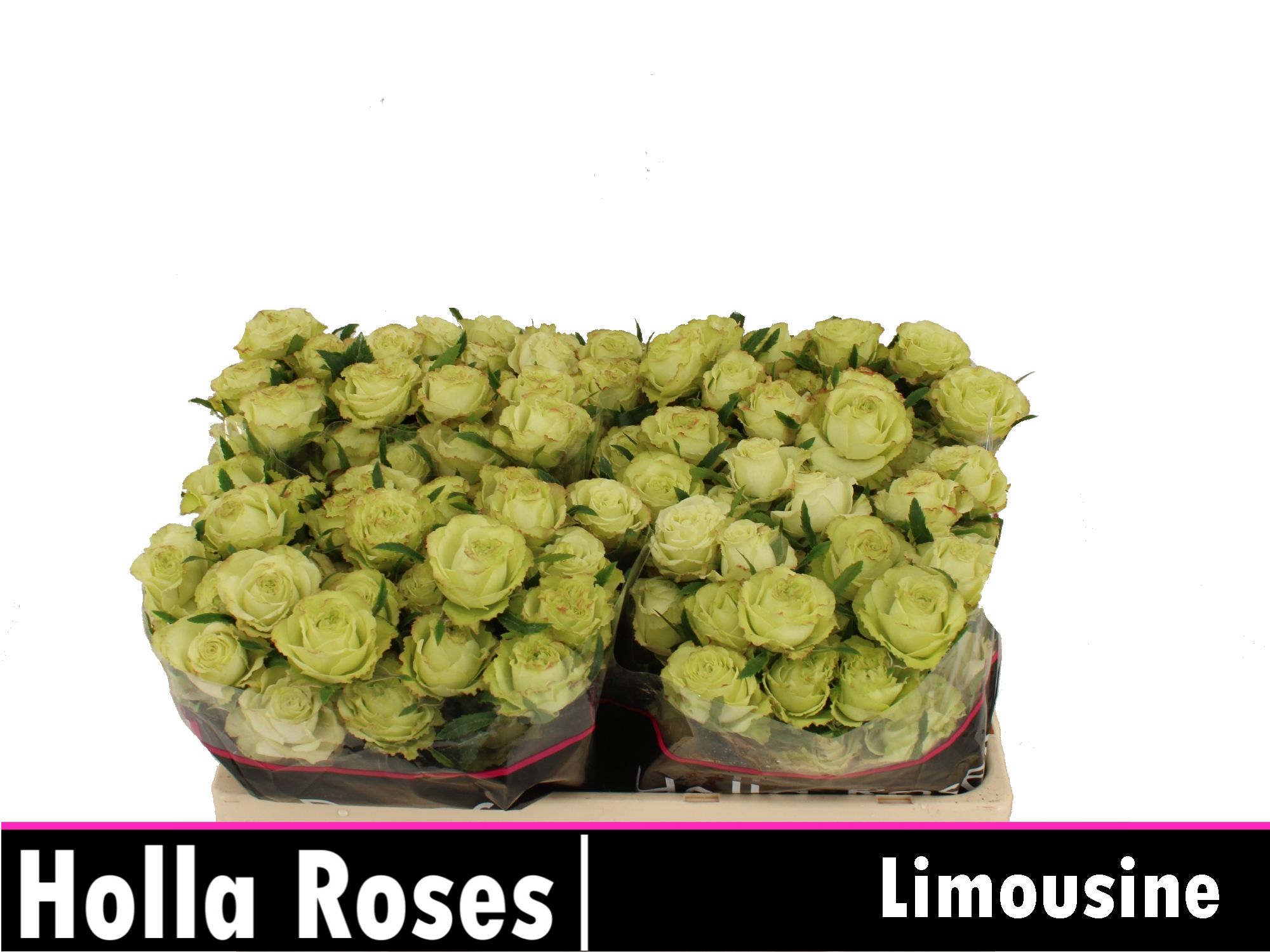 Rosa Spr Limousine 50cm