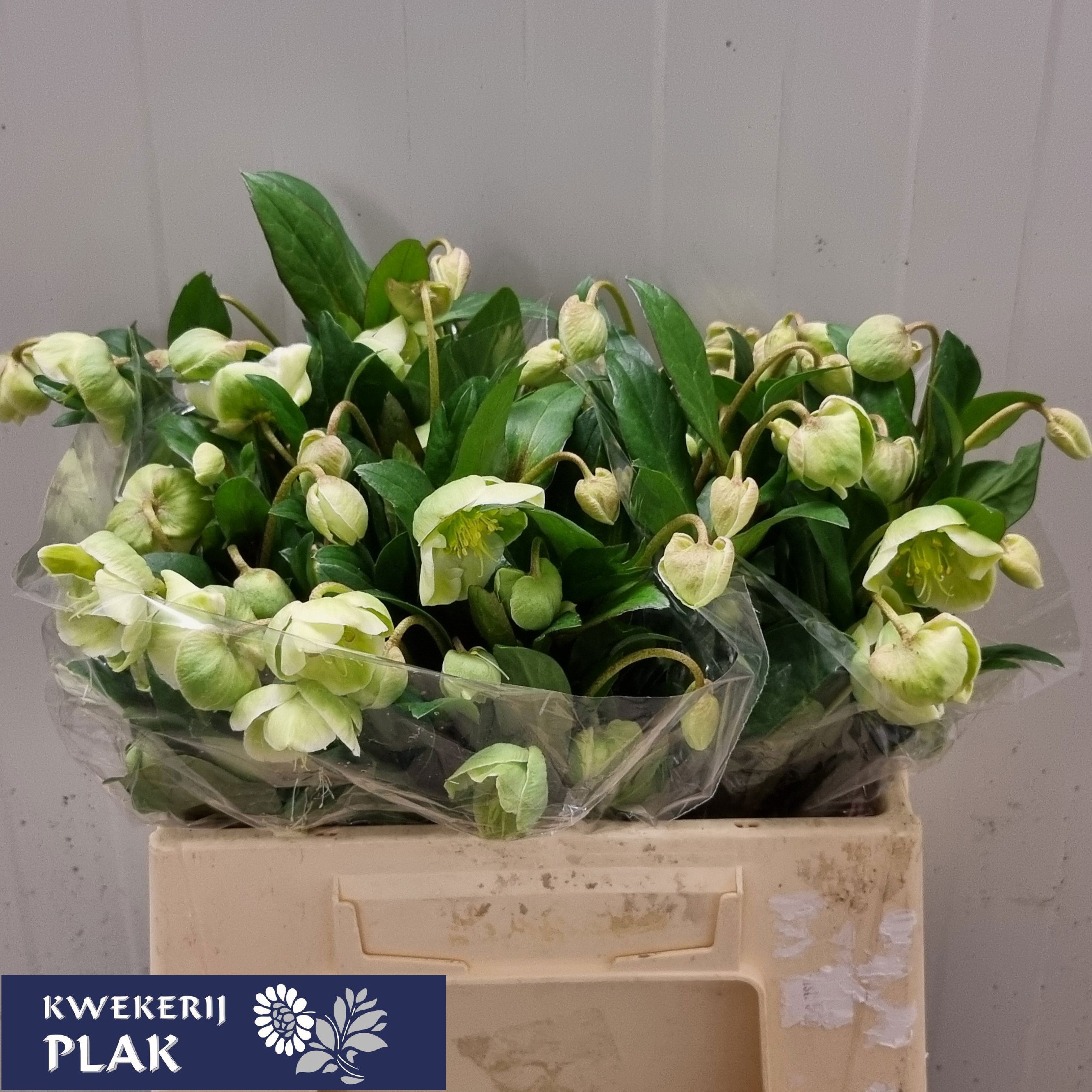 Helleborus Winterbells 35cm