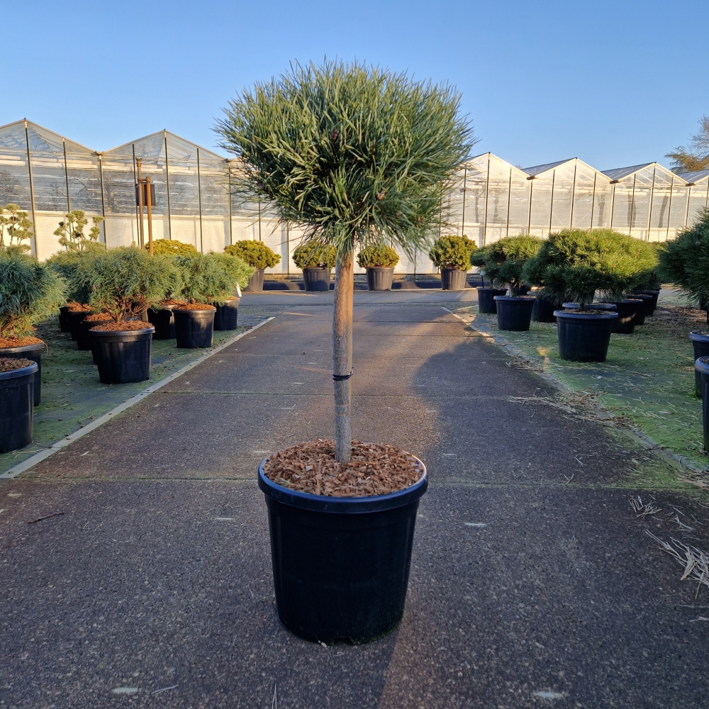 Picture of Pinus sylvestris Watereri C18 40/STD-30-35-HEAD