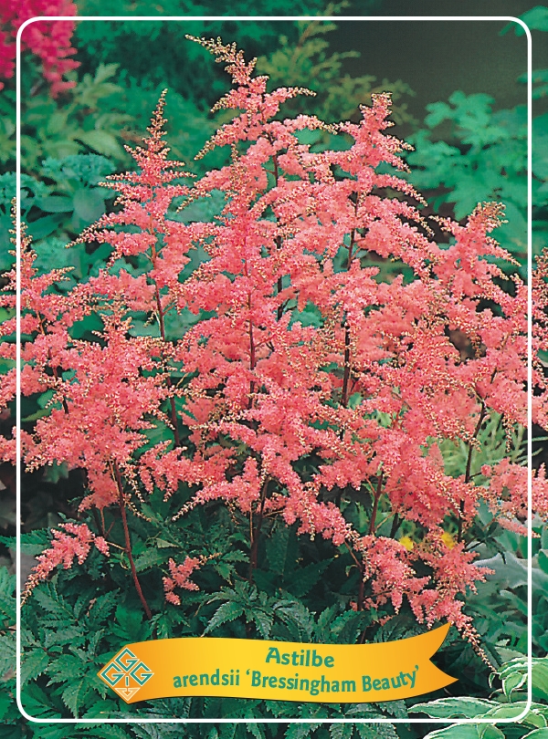 Picture of Astilbe mix 6x10 srt. per shelve P11