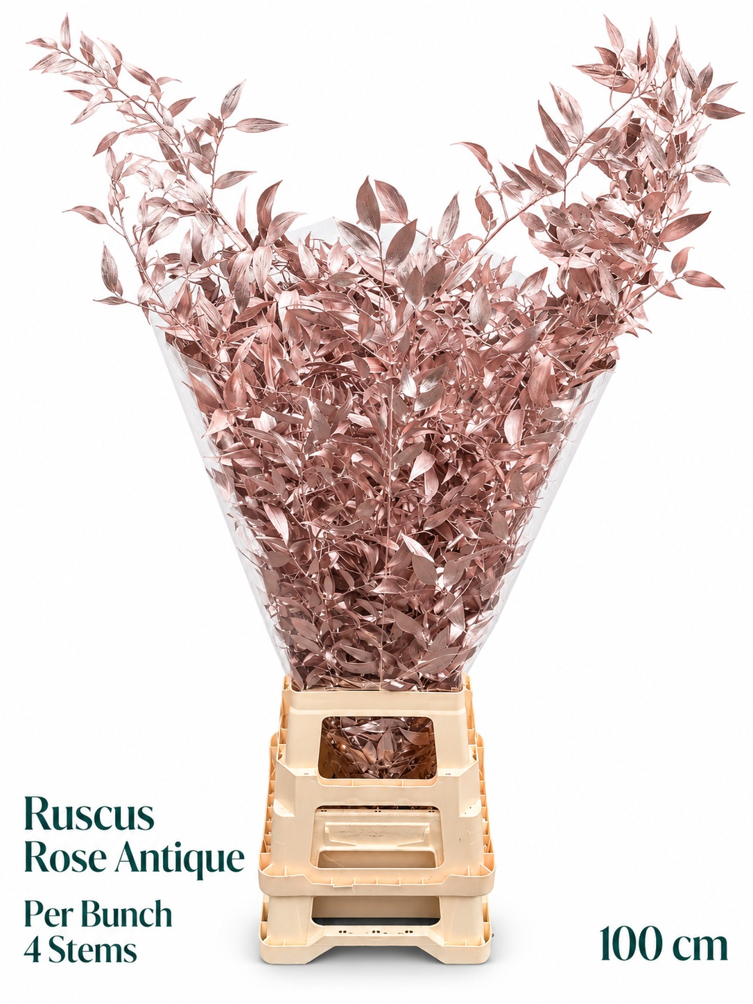 Ruscus Color Treated