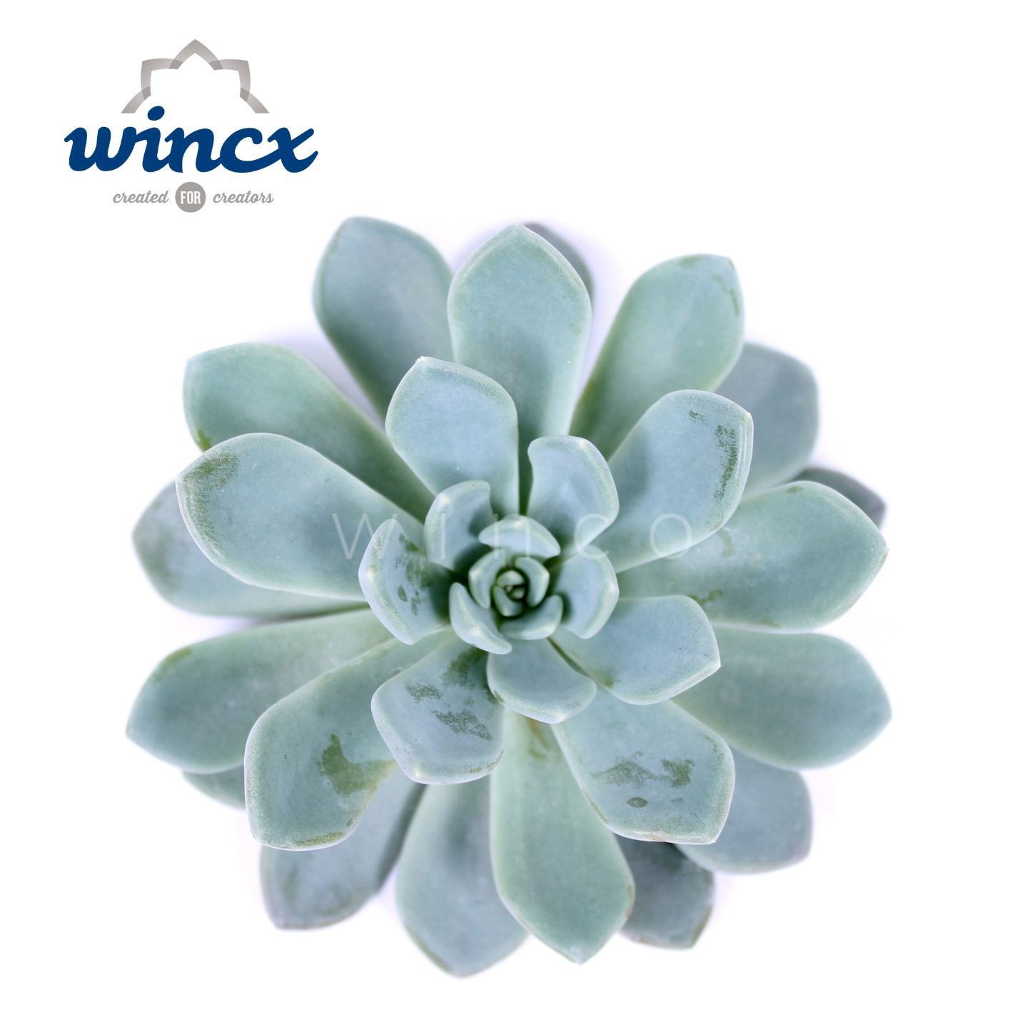 Echeveria Elegance Cutflower