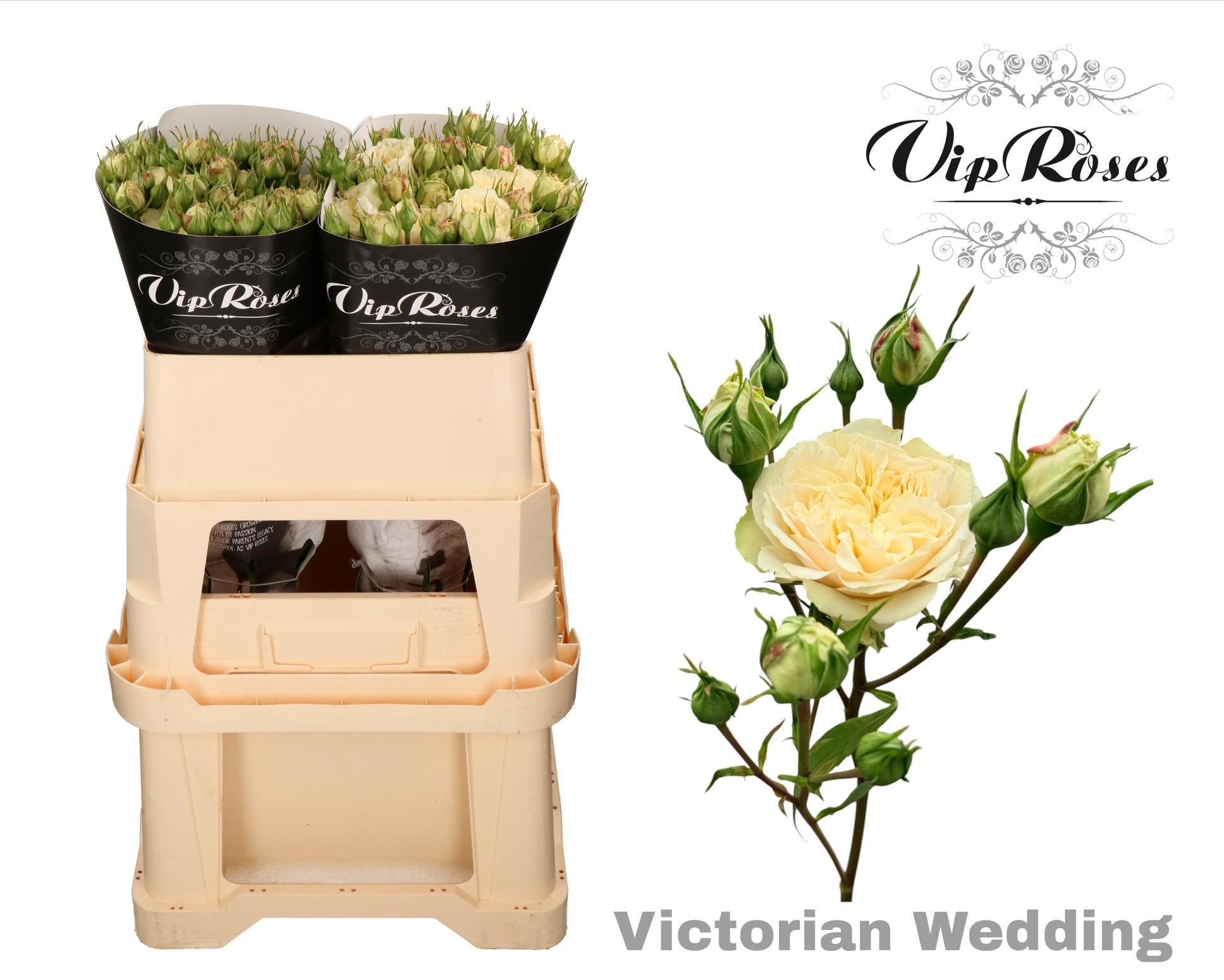 R Tr Victor Wedding+