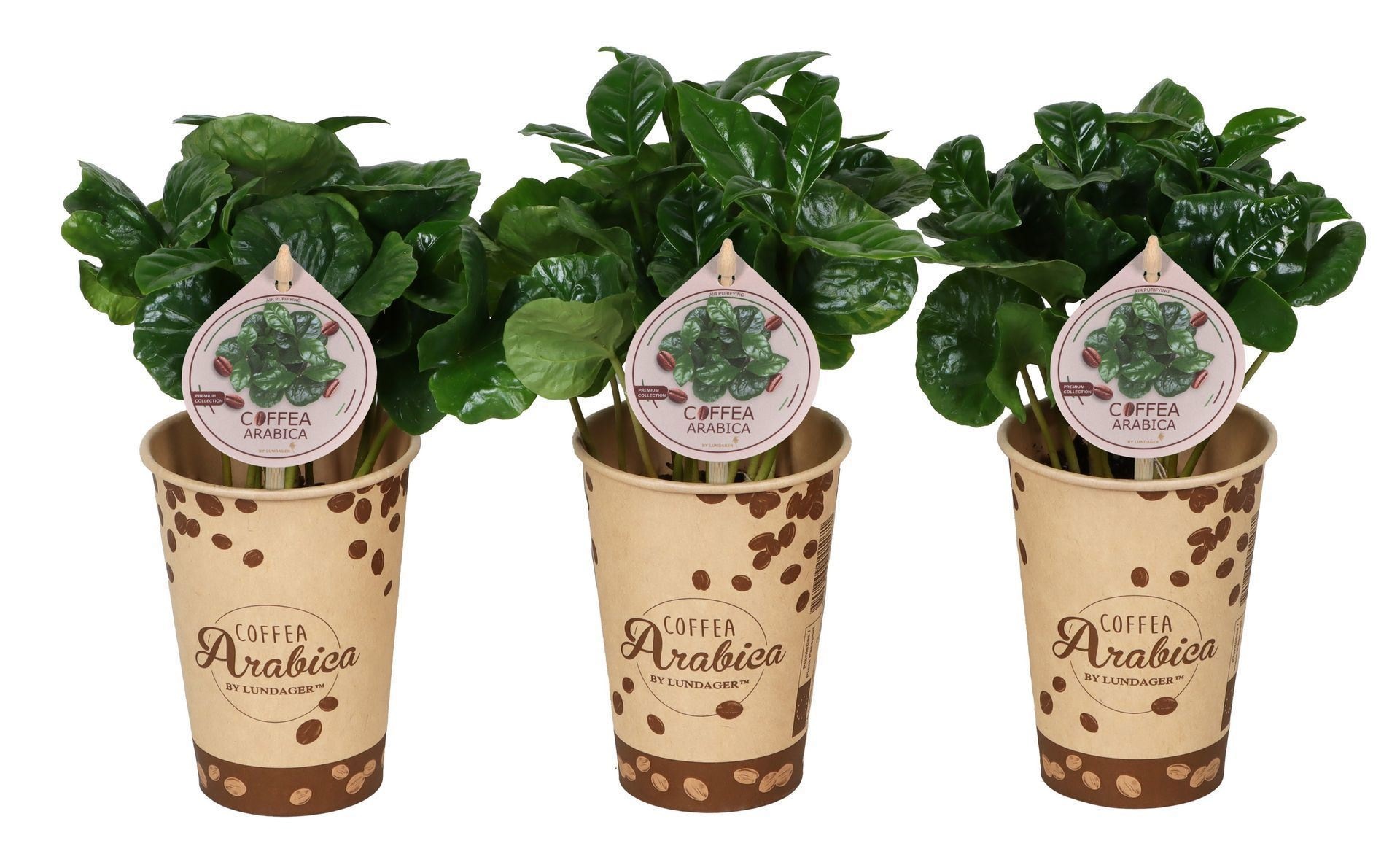 Coffea Arabica with etiquette in paper cup