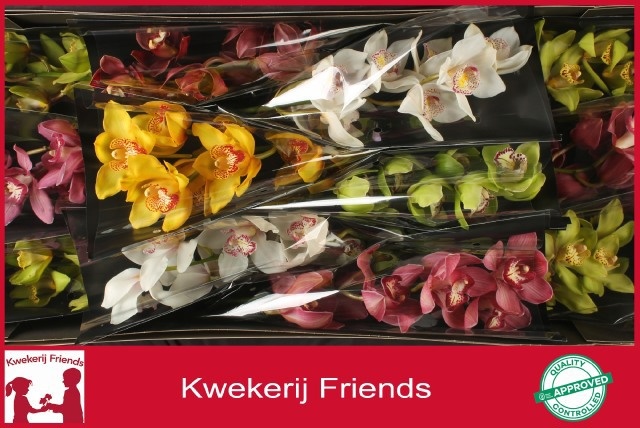Cymbidium Asst 6bl