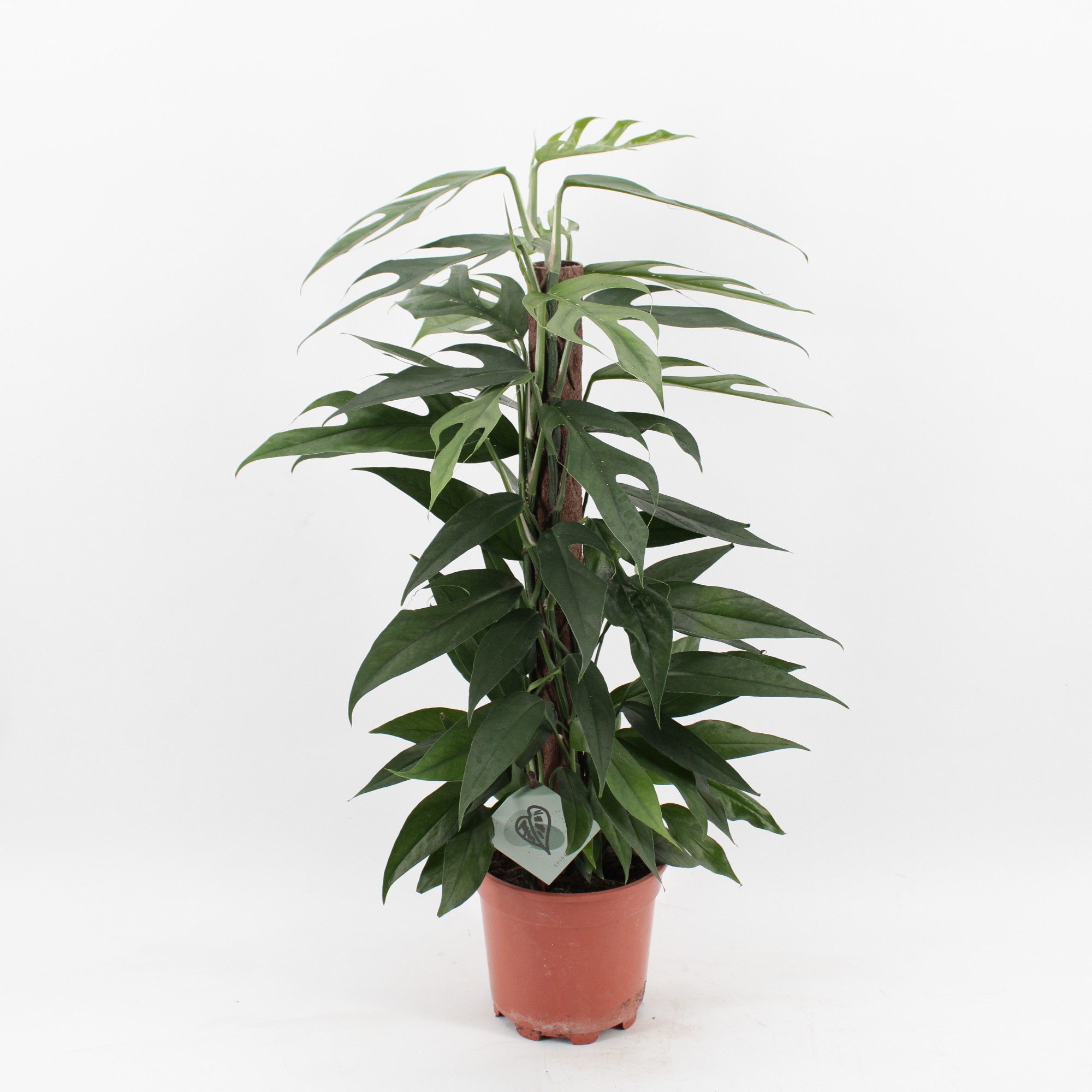 Picture of Epipremnum Pinnatum Baltic Blue P17 60CM