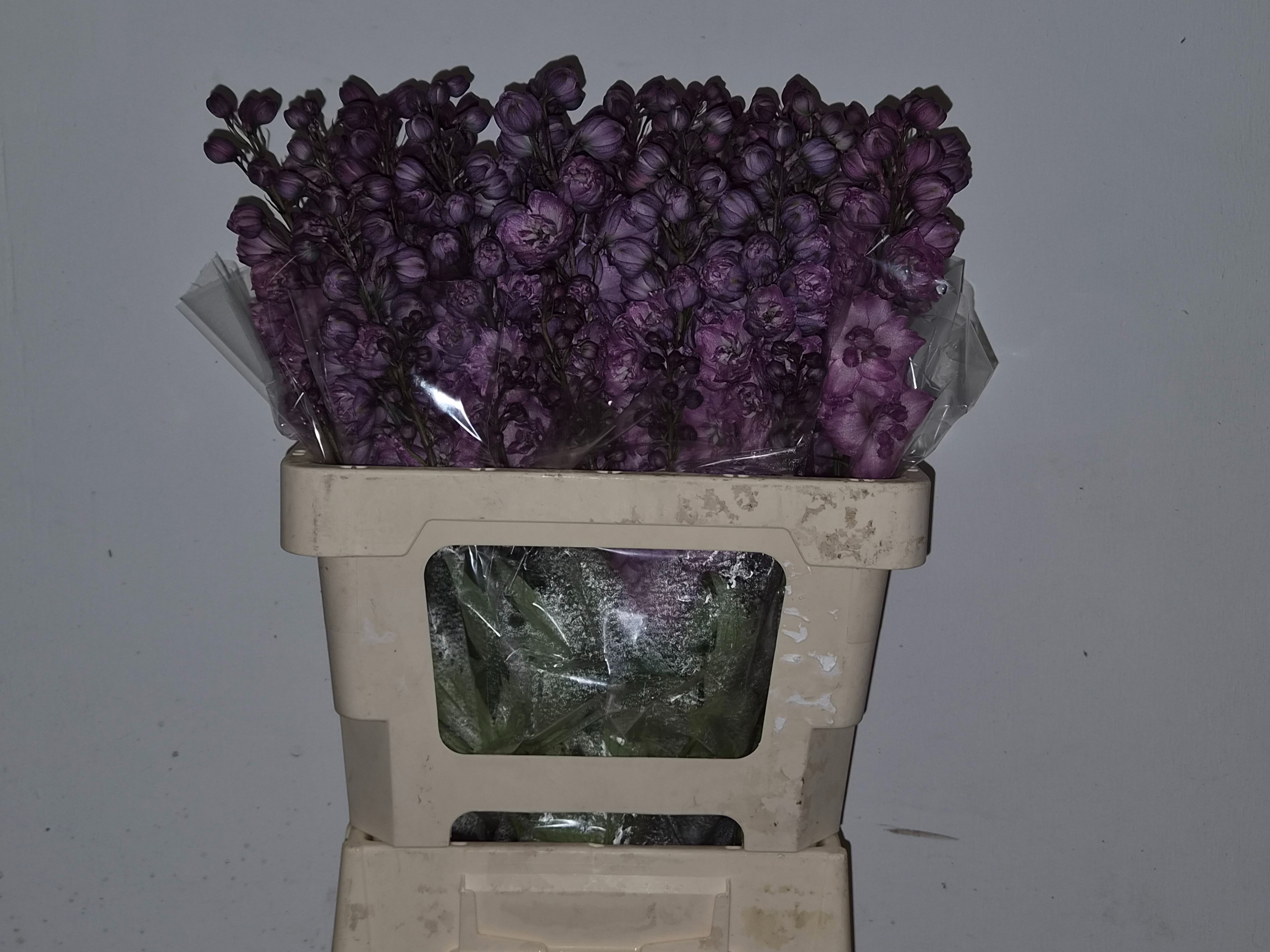 Delphinium Del Pink Power 60cm