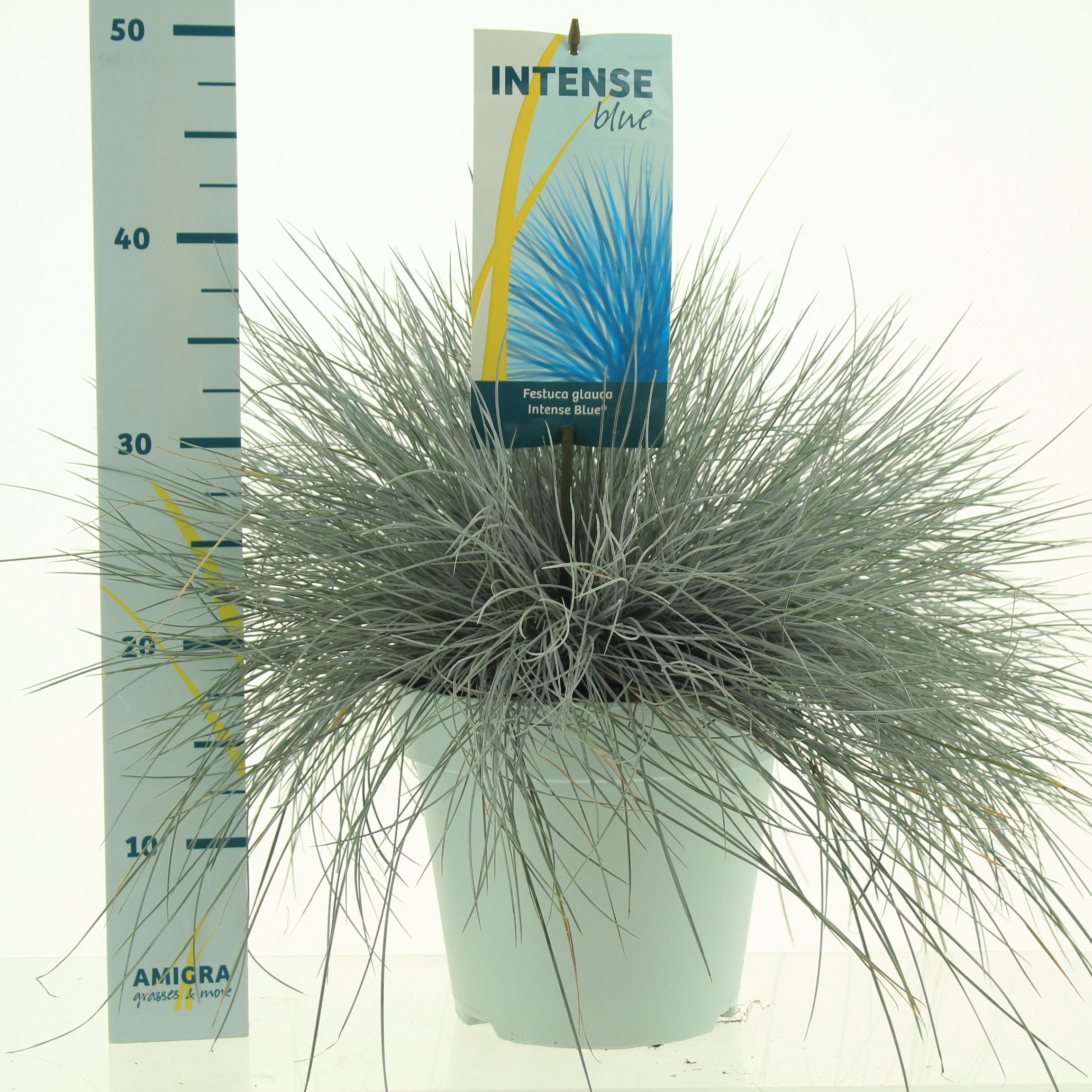 Picture of Festuca glauca Intense Blue® P23 (5 Ltr)