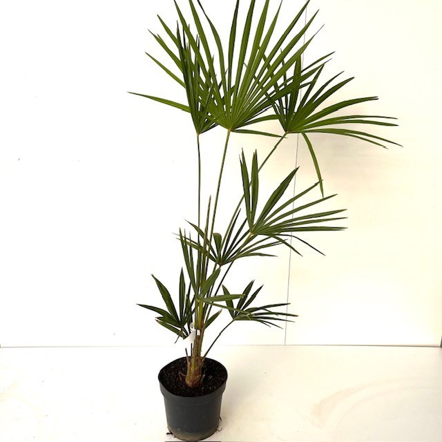 Picture of Trachycarpus Fortunei C5 80-100