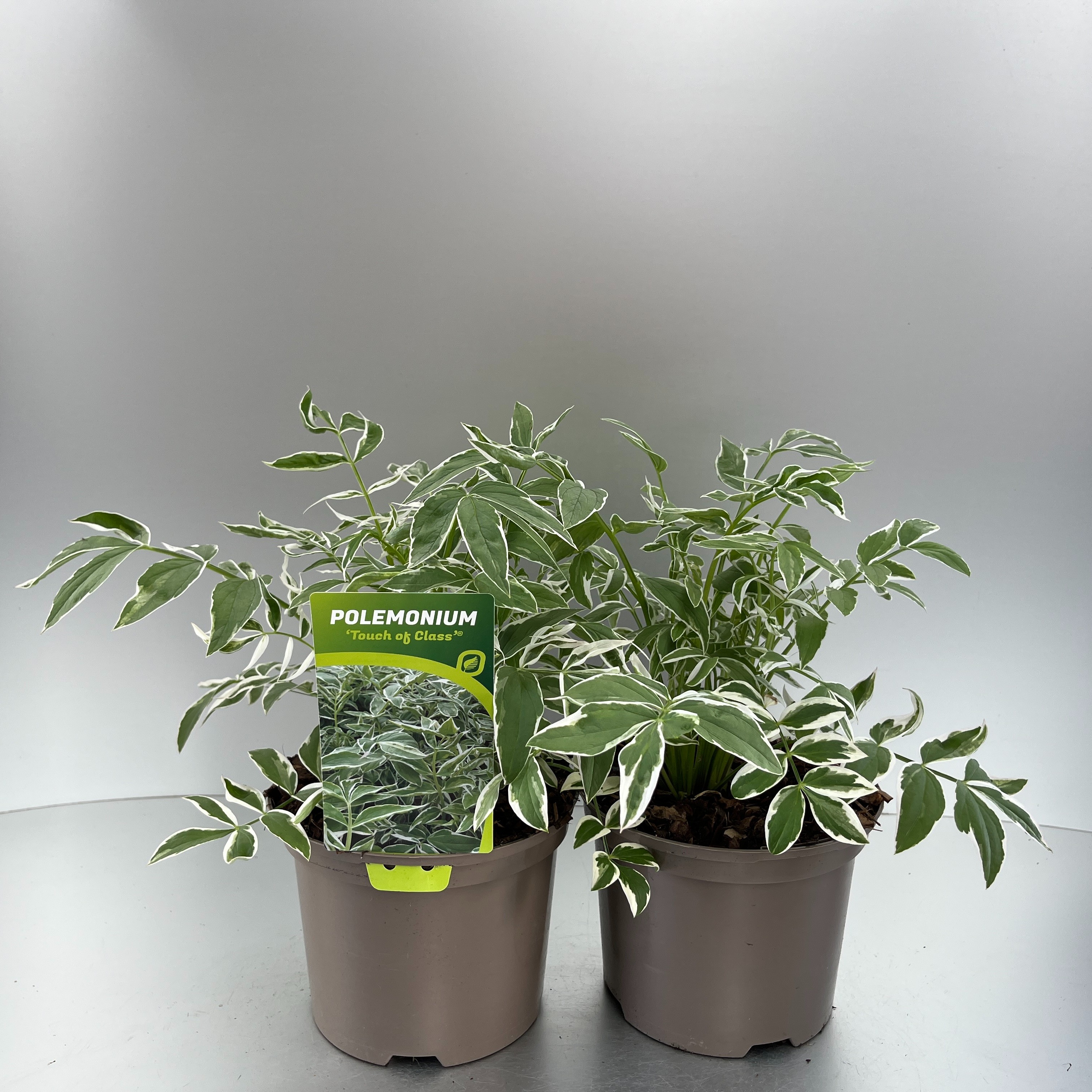 Picture of Polemonium Touch of Class P17 (2 Ltr)