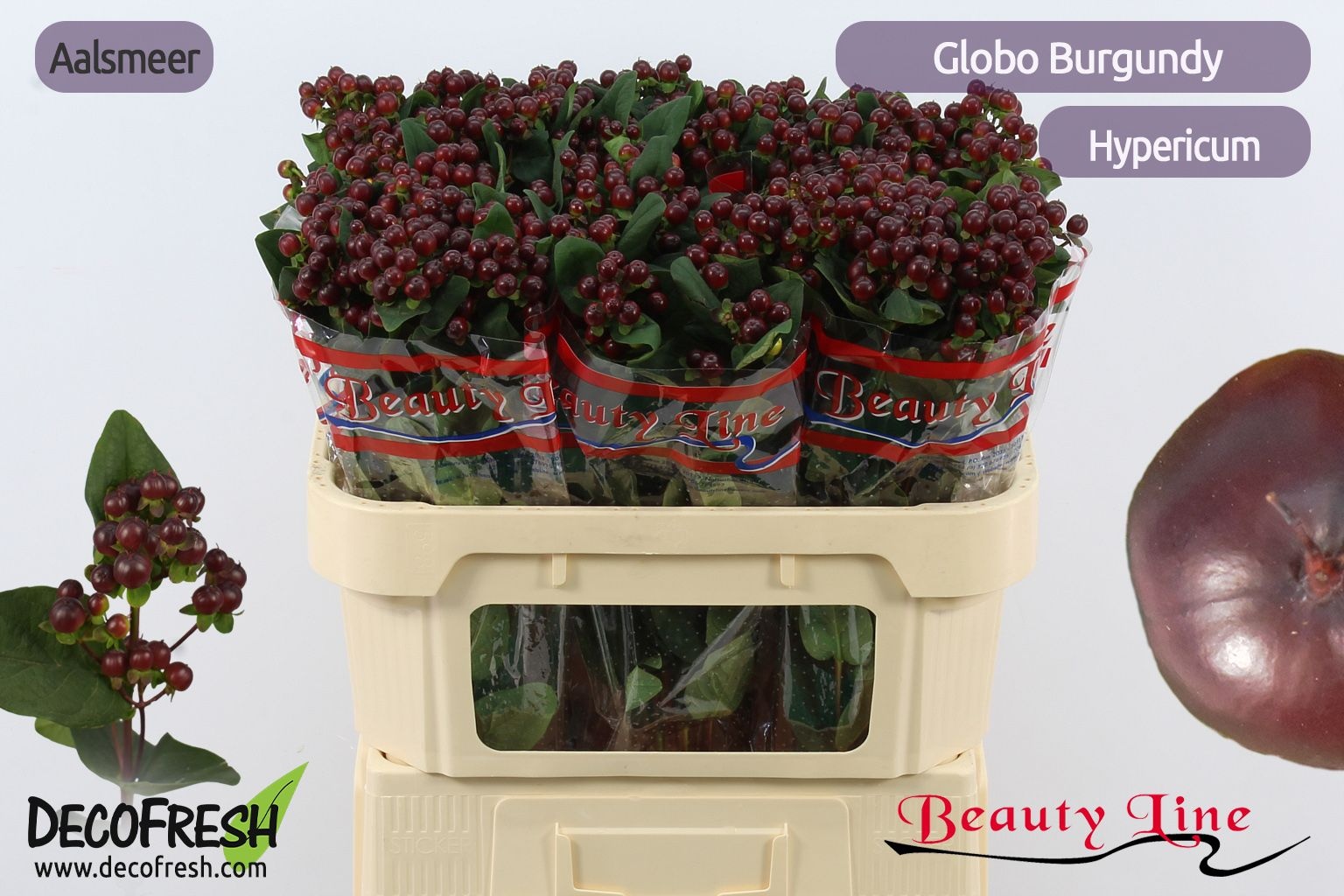 Hypericum Globo Burgundy 70cm
