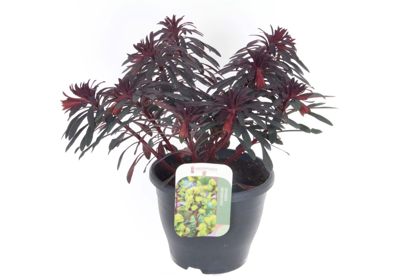 Euphorbia Miner's Merlot ('KMMM024')