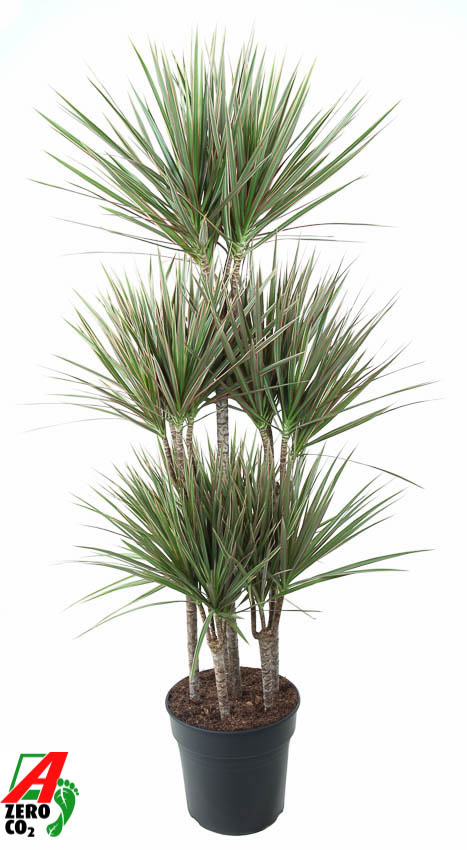 Picture of Dracaena Bicolor 90-carrousel P31 150CM