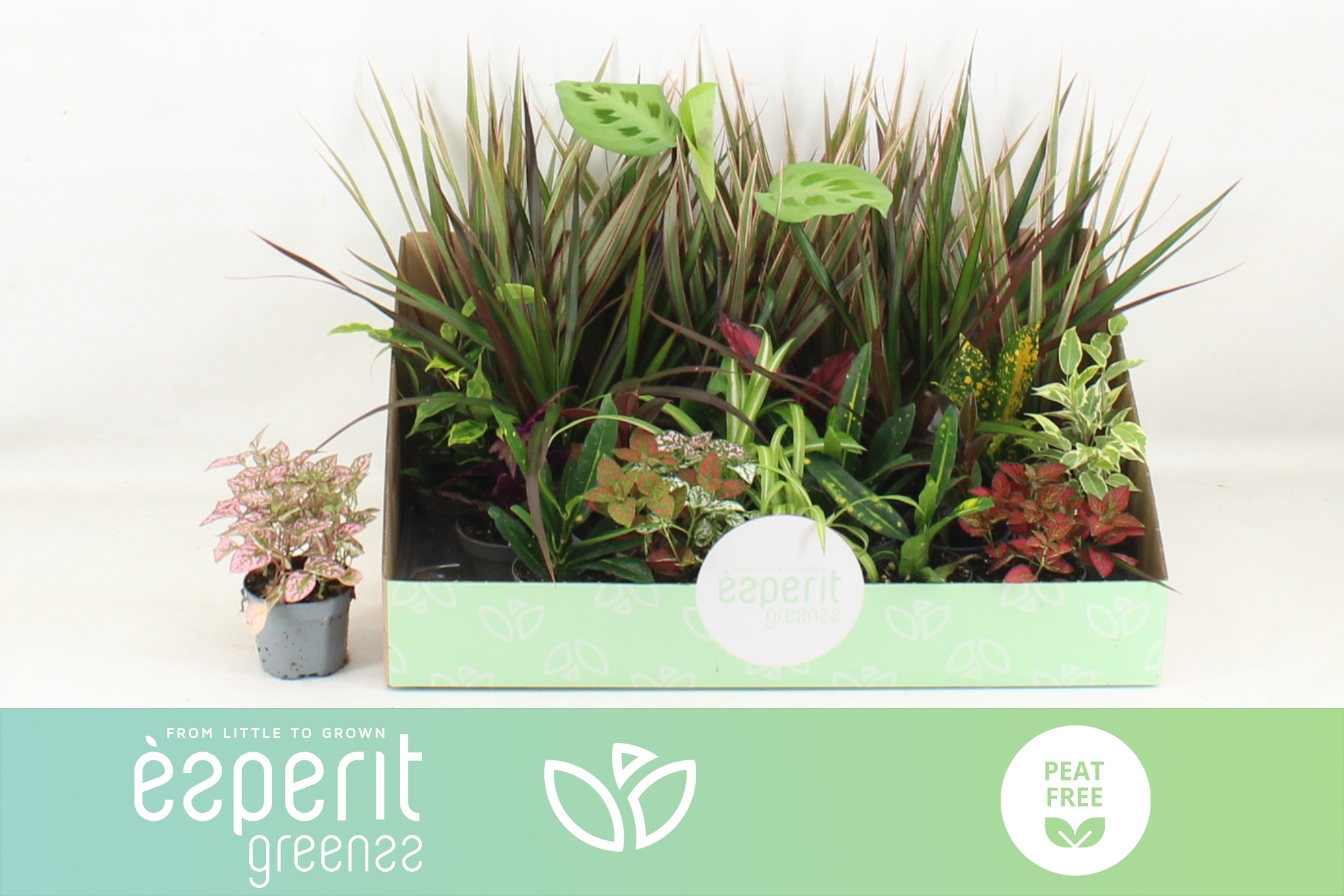 Ov Kamerplanten Gem. 508Ø 10cm