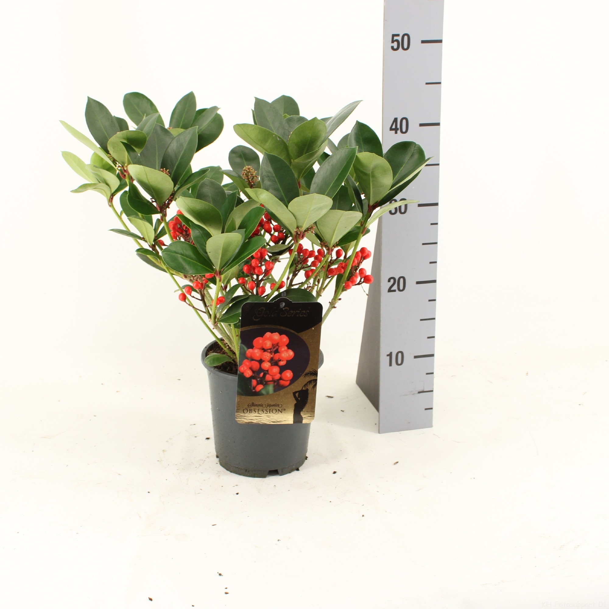 Picture of Skimmia japonica OBSESSION met bes en bloem P15