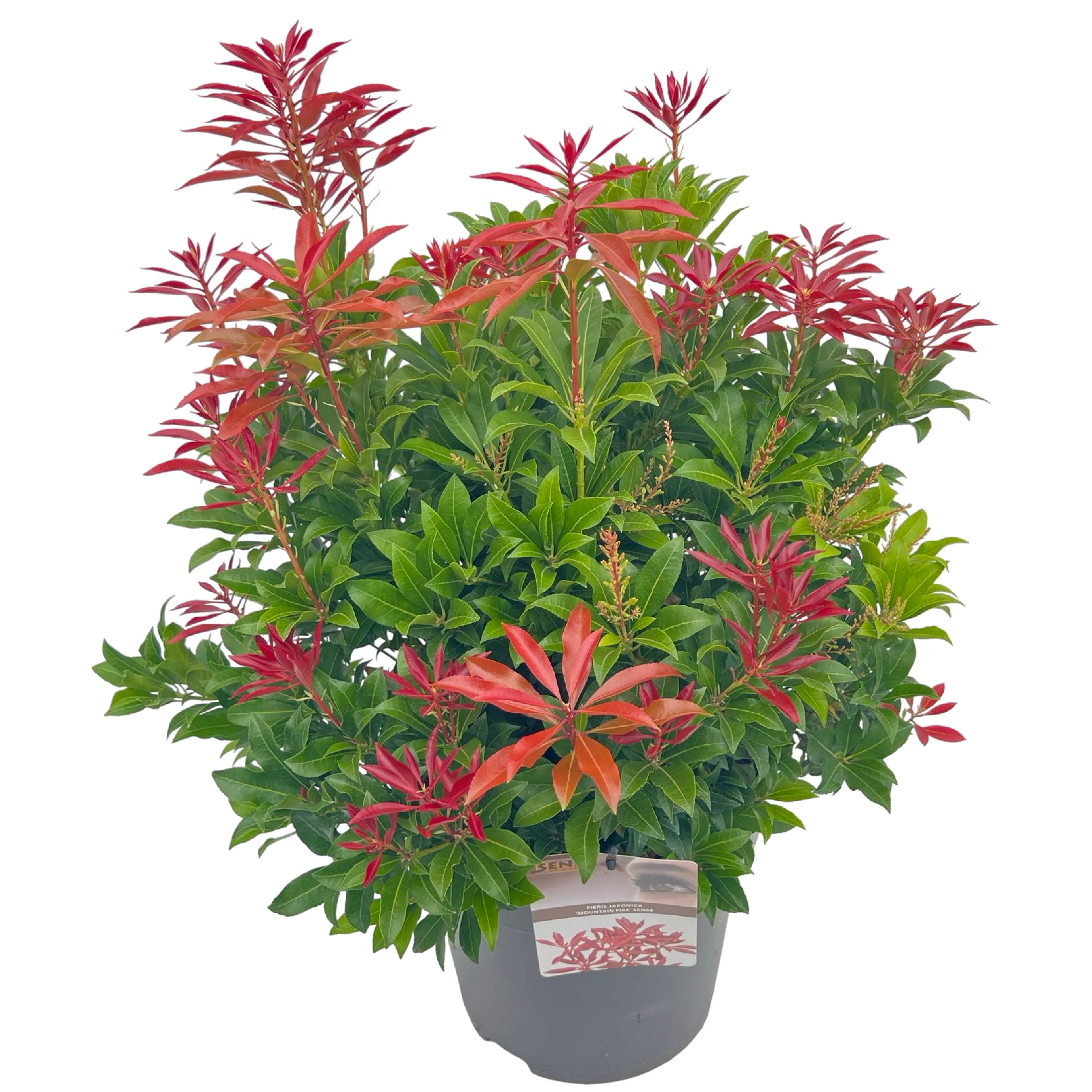 Pieris jap. 'Mountain Fire' sense